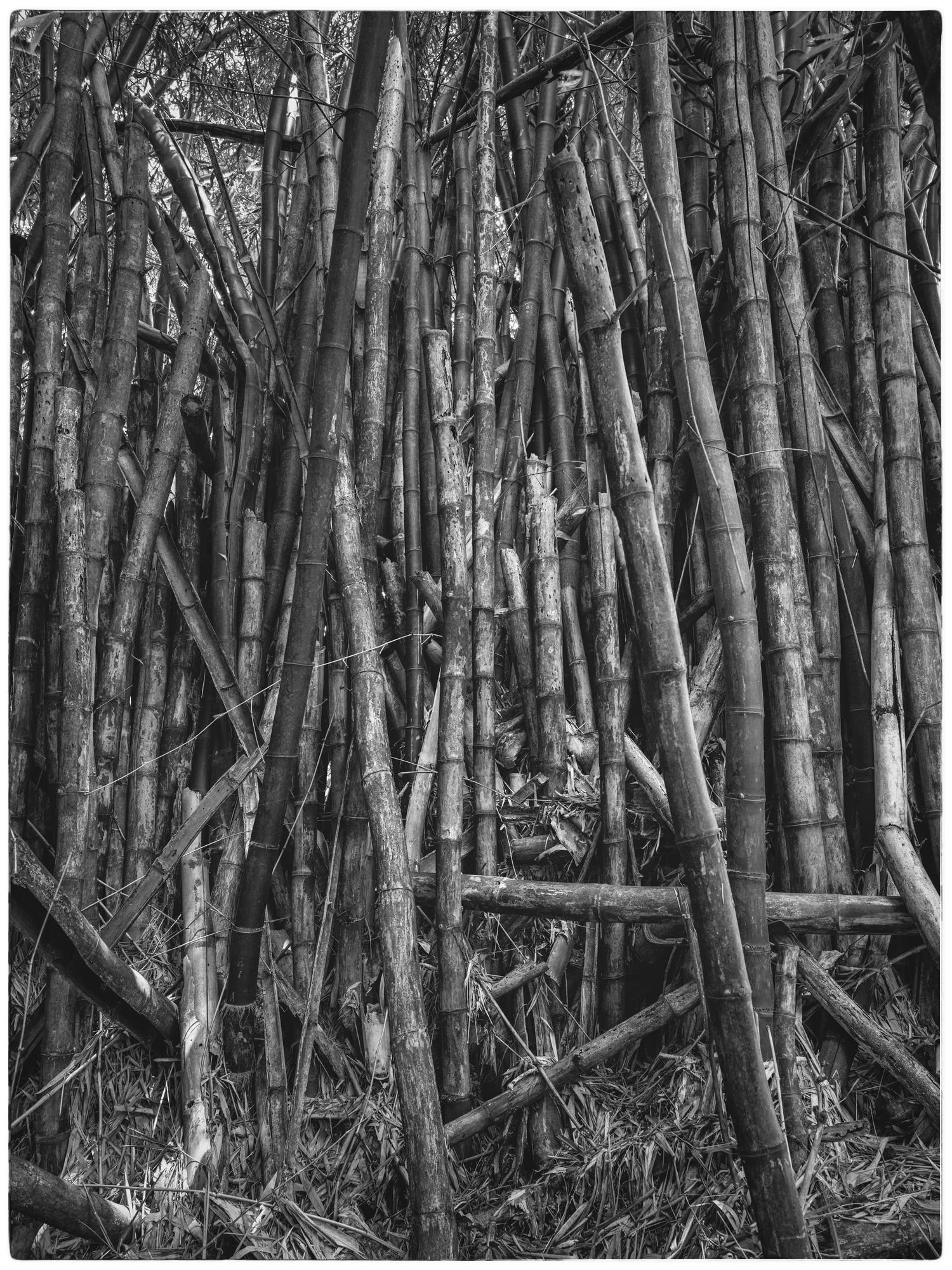 bamboo_thicket.jpg