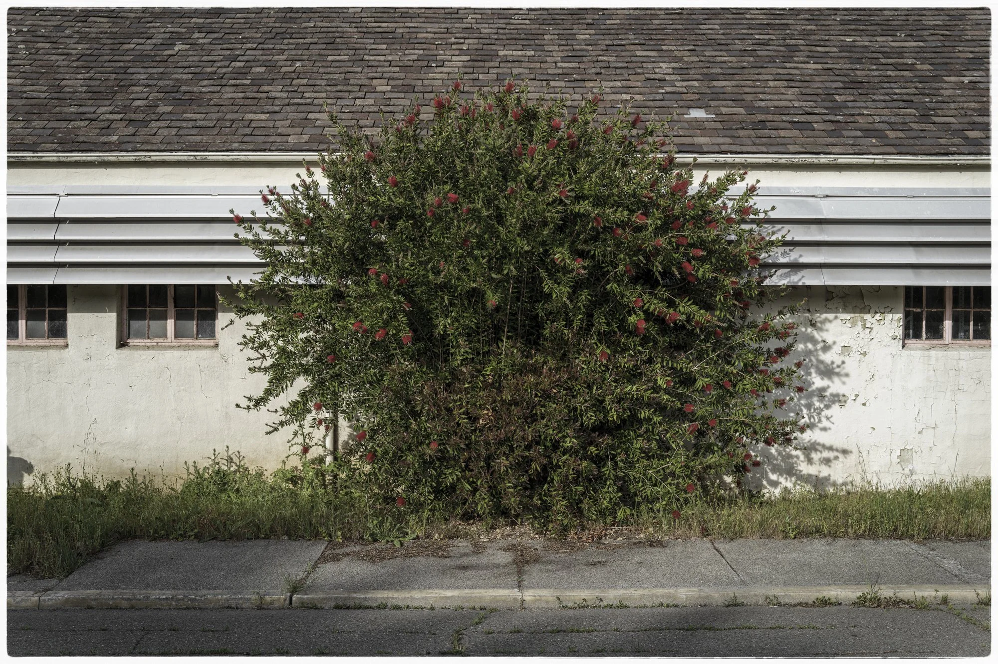overgrown_bush_building.jpg