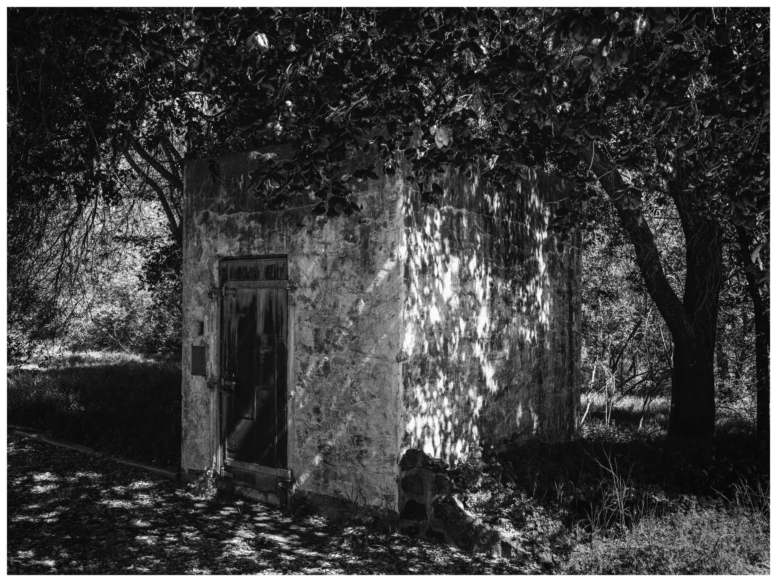Dappled Light. Sonoma. Spring 2026