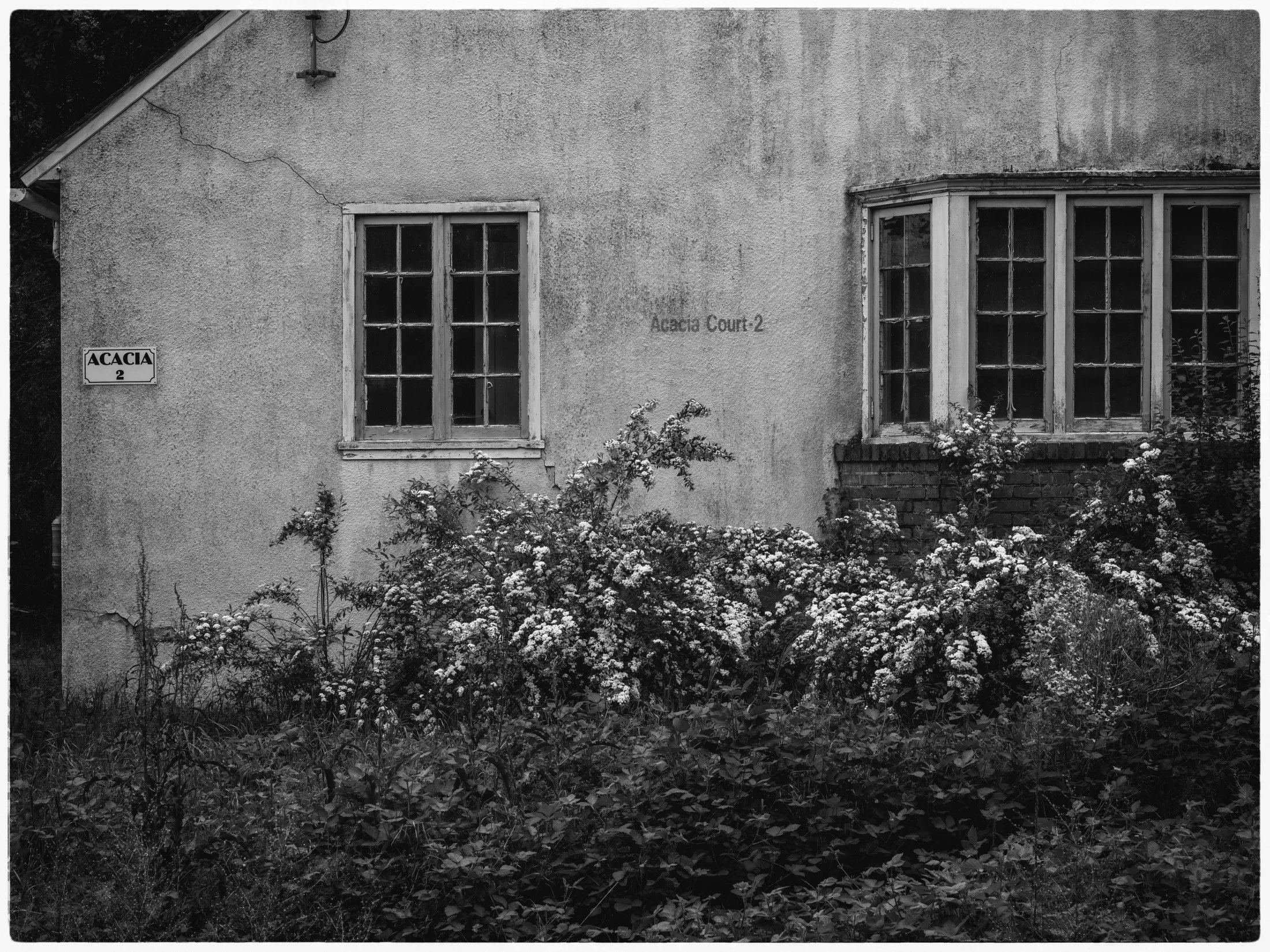 Acacia Court 2. Sonoma. Spring 2026