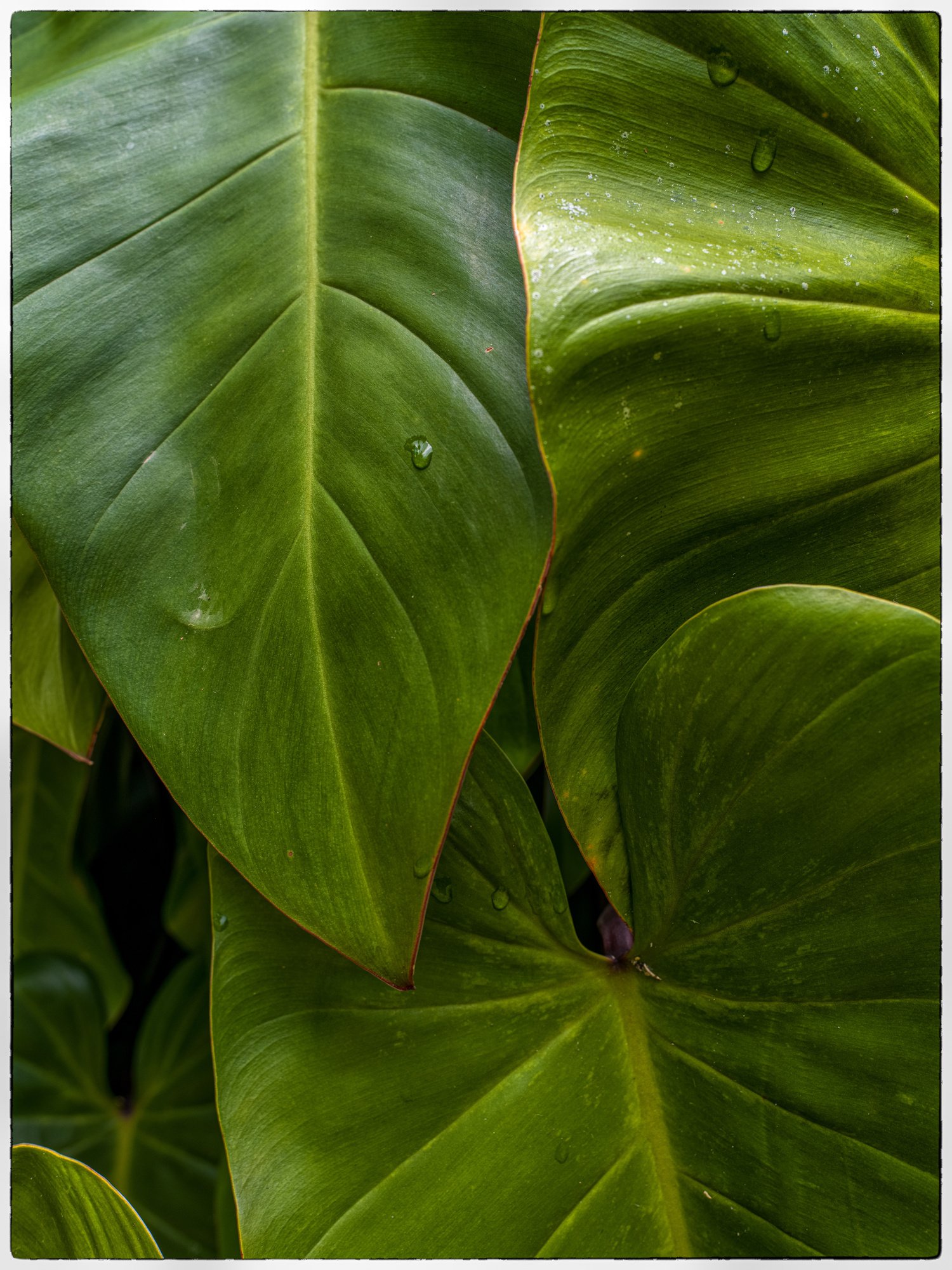 Close-up of green tropical leaves with water droplets.