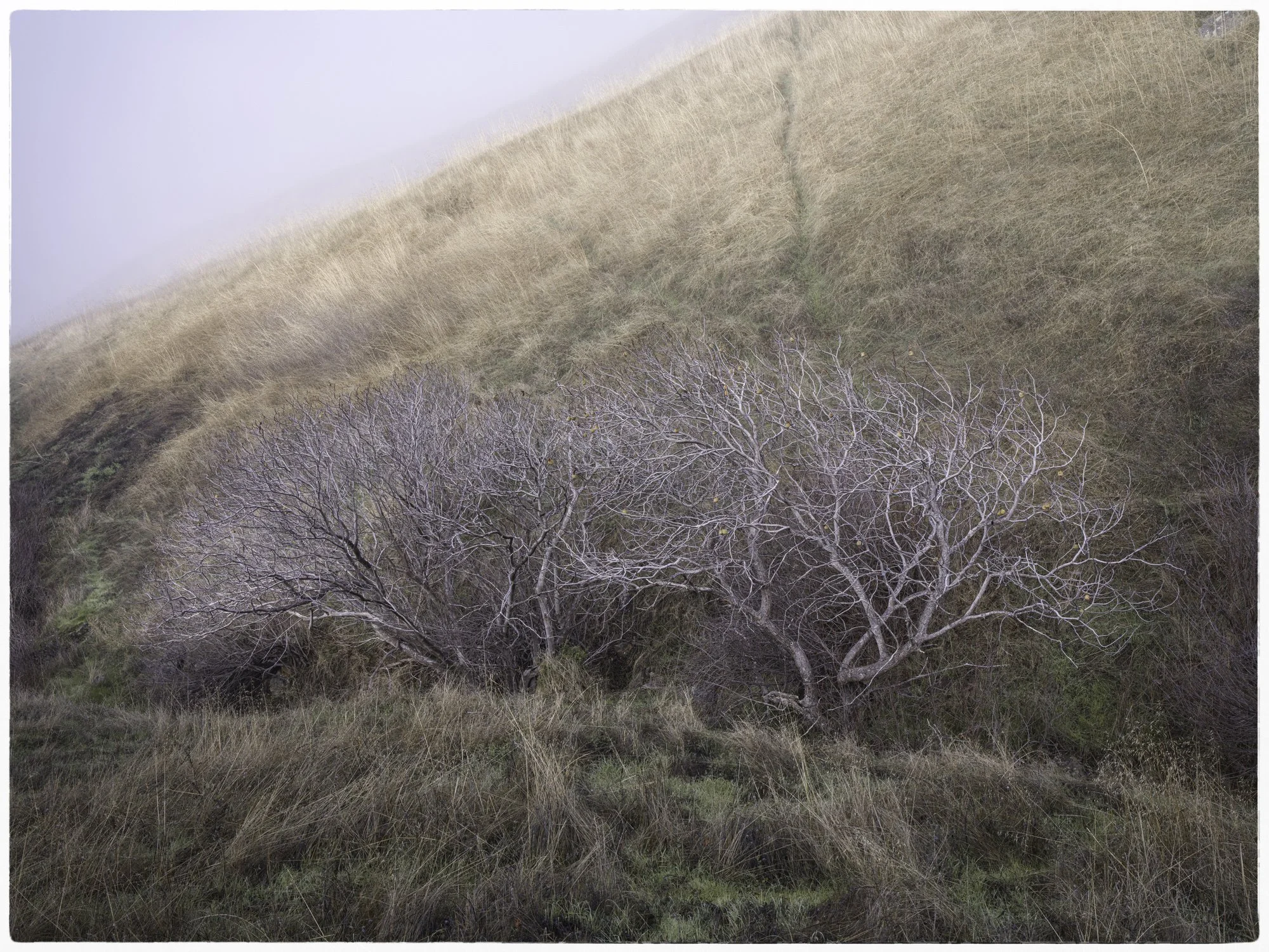 A dry, leafless tree with twisted branches growing on a grassy hillside, with tall, brown grass on the slope.