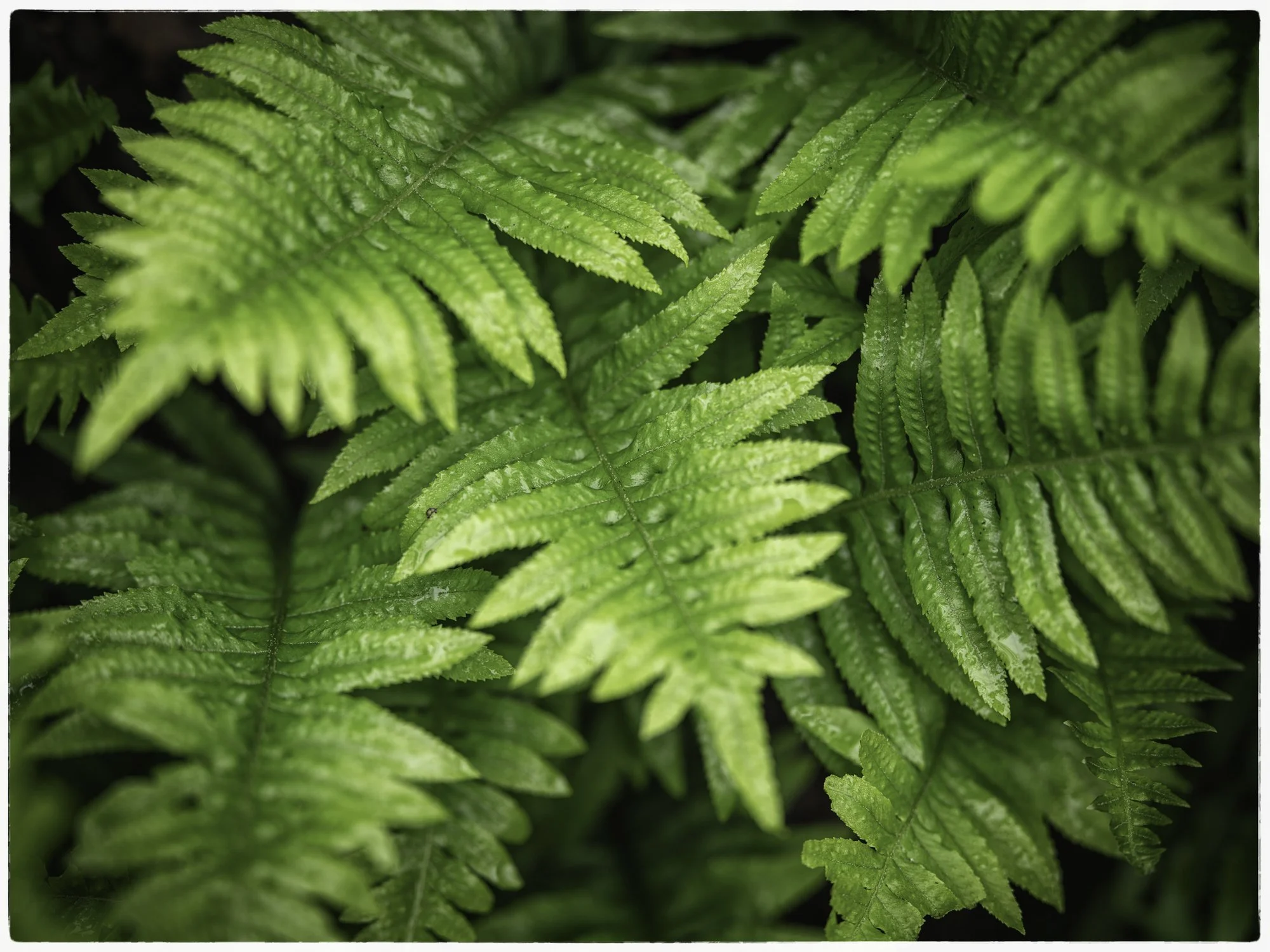Close-up of green fern leaves with detailed veins and serrated edges.