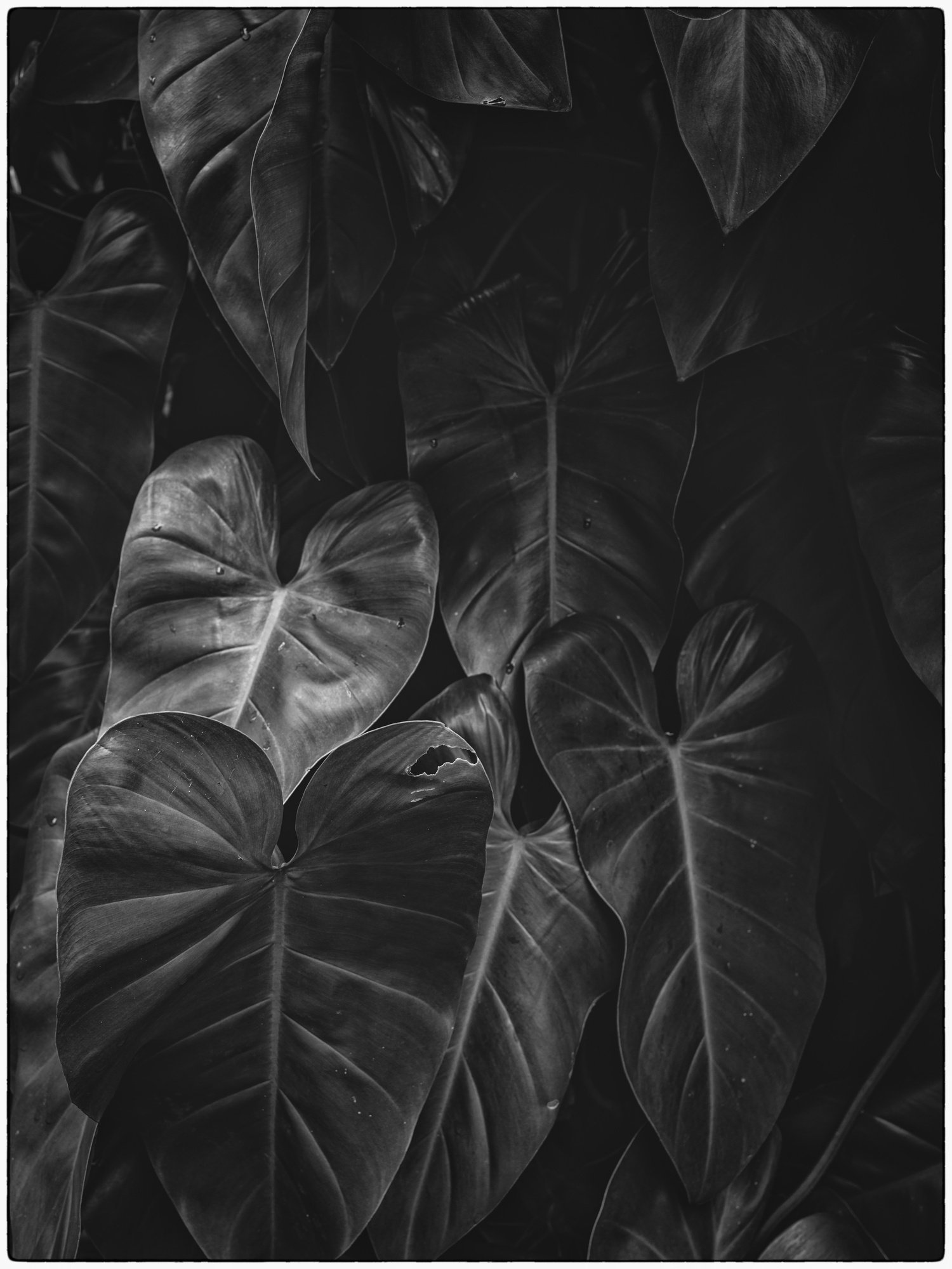 dark_tropical_leaves.jpg