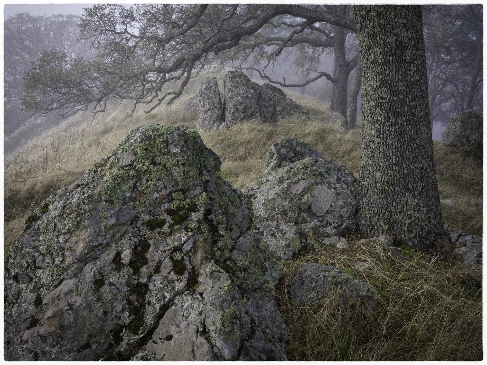 Misty forest scene with large moss-covered rocks and trees with twisted branches on a grassy hillside.