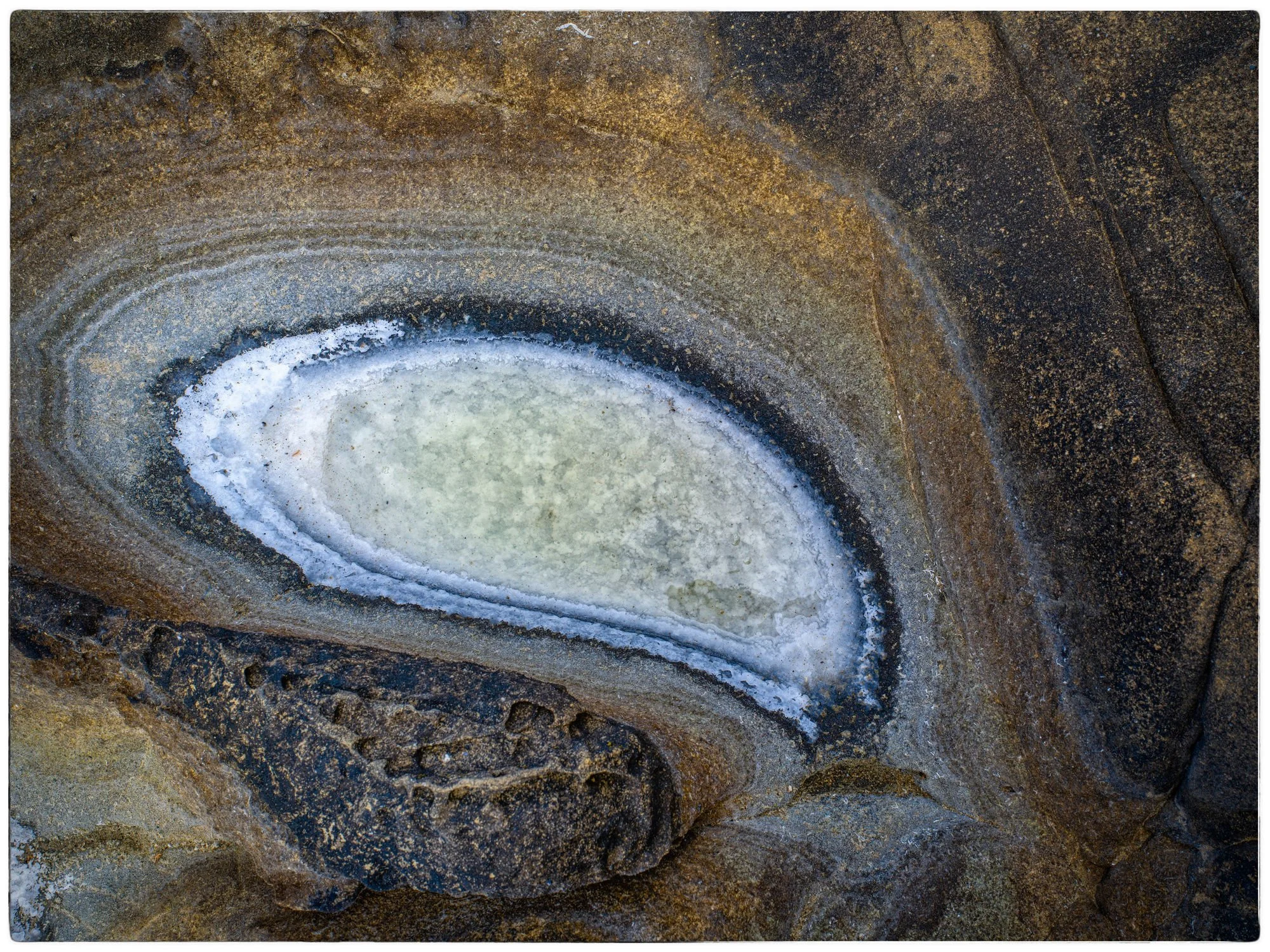 Close-up of a fossilized stromatolite embedded in layered sedimentary rock.