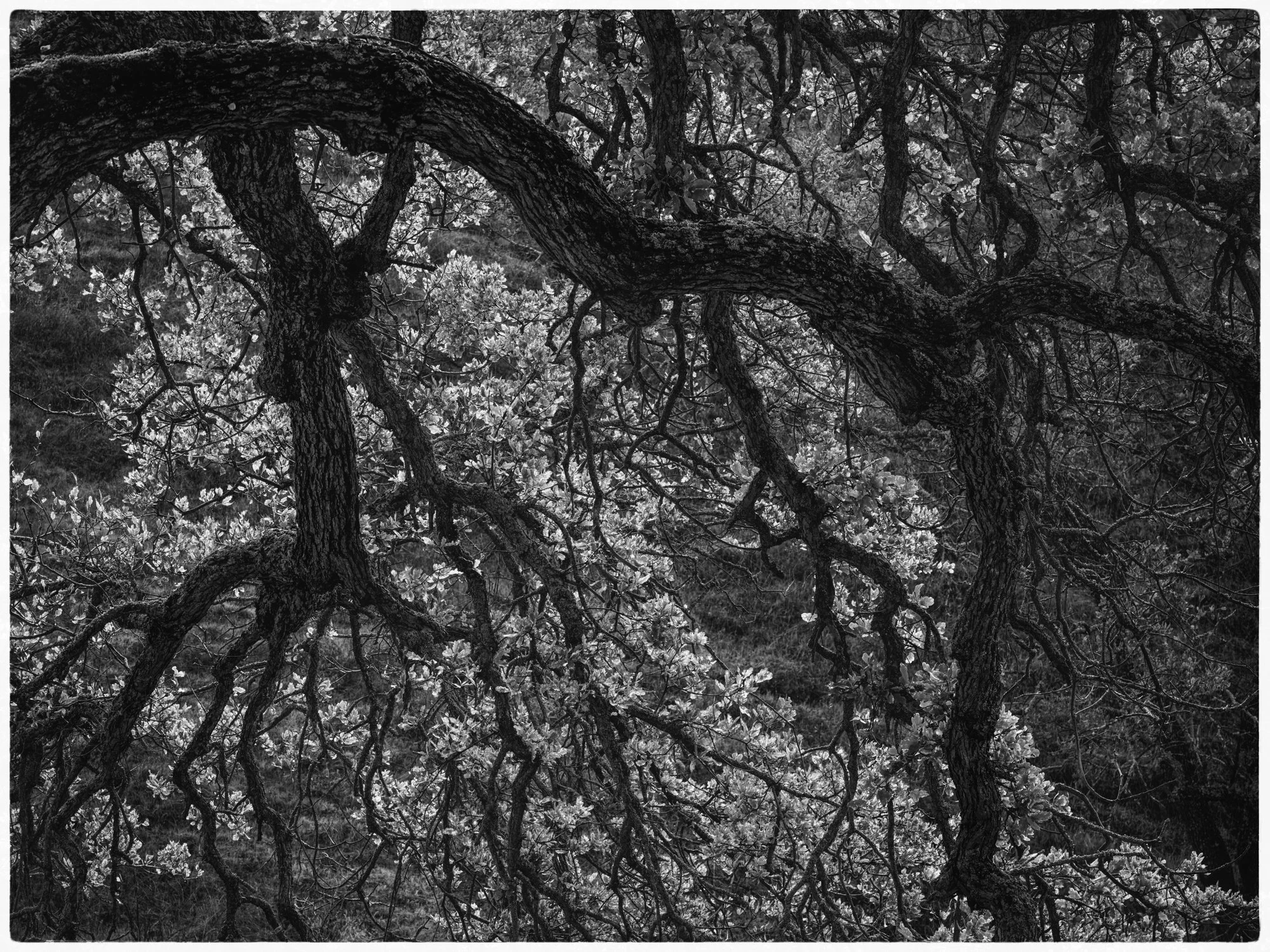 Black and white photograph of twisted and gnarled tree branches and trunk with small leaves and flowers, set against a blurred natural background.