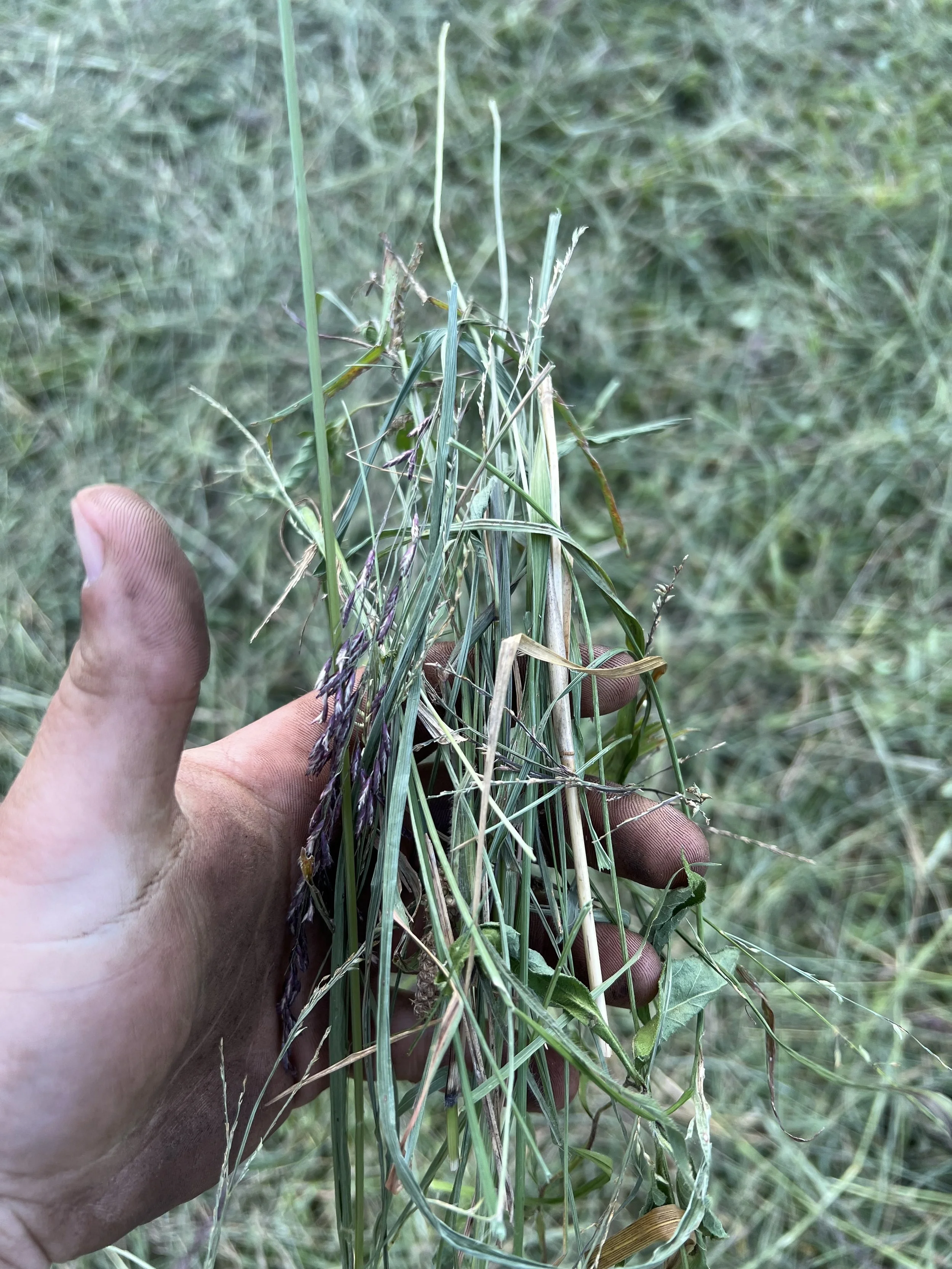 Horse Square Hay Bales-200 or more