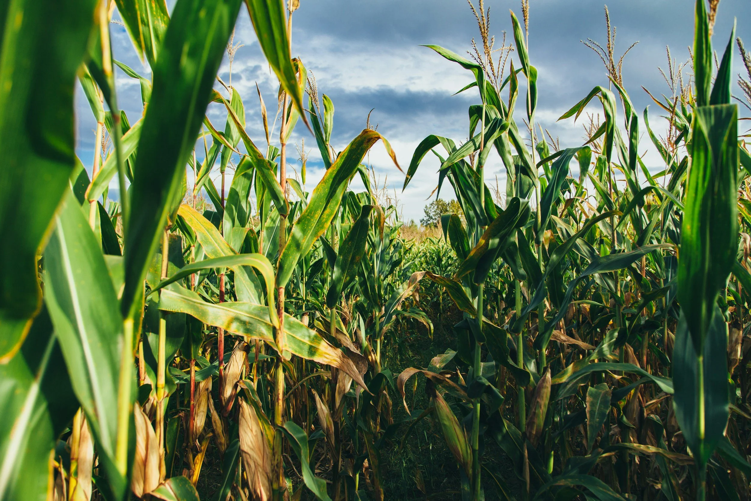 A field of tall, green corn plants with some yellowing leaves, under a cloudy sky.