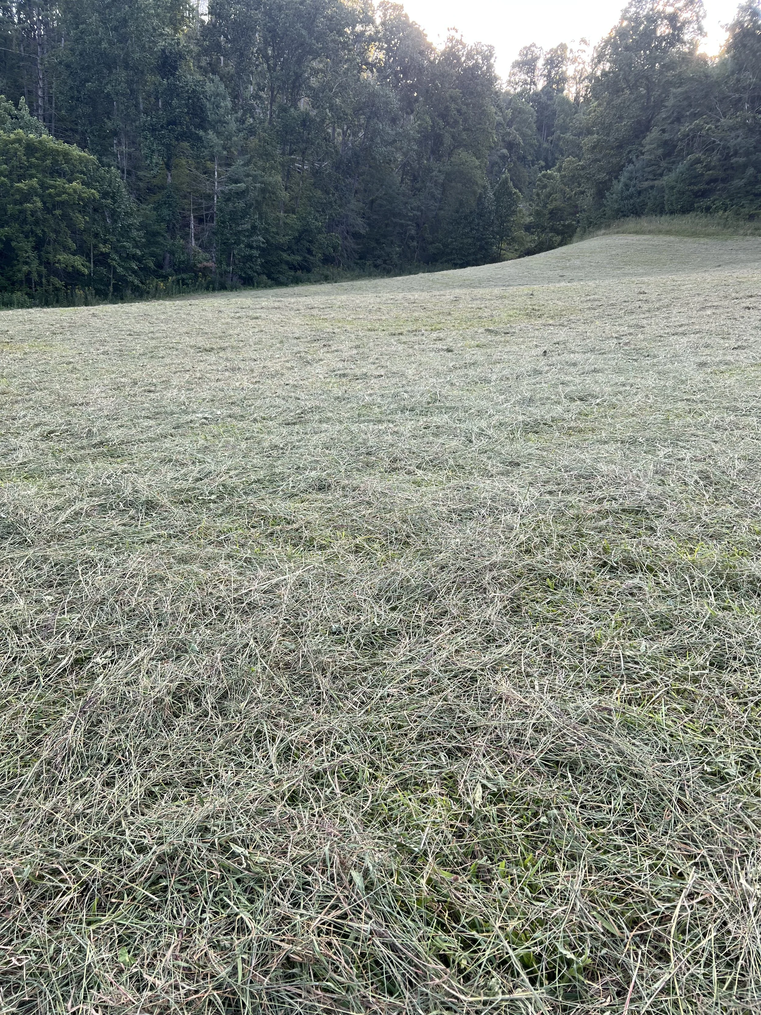 Goat/Cow Square Hay Bales-200 or more