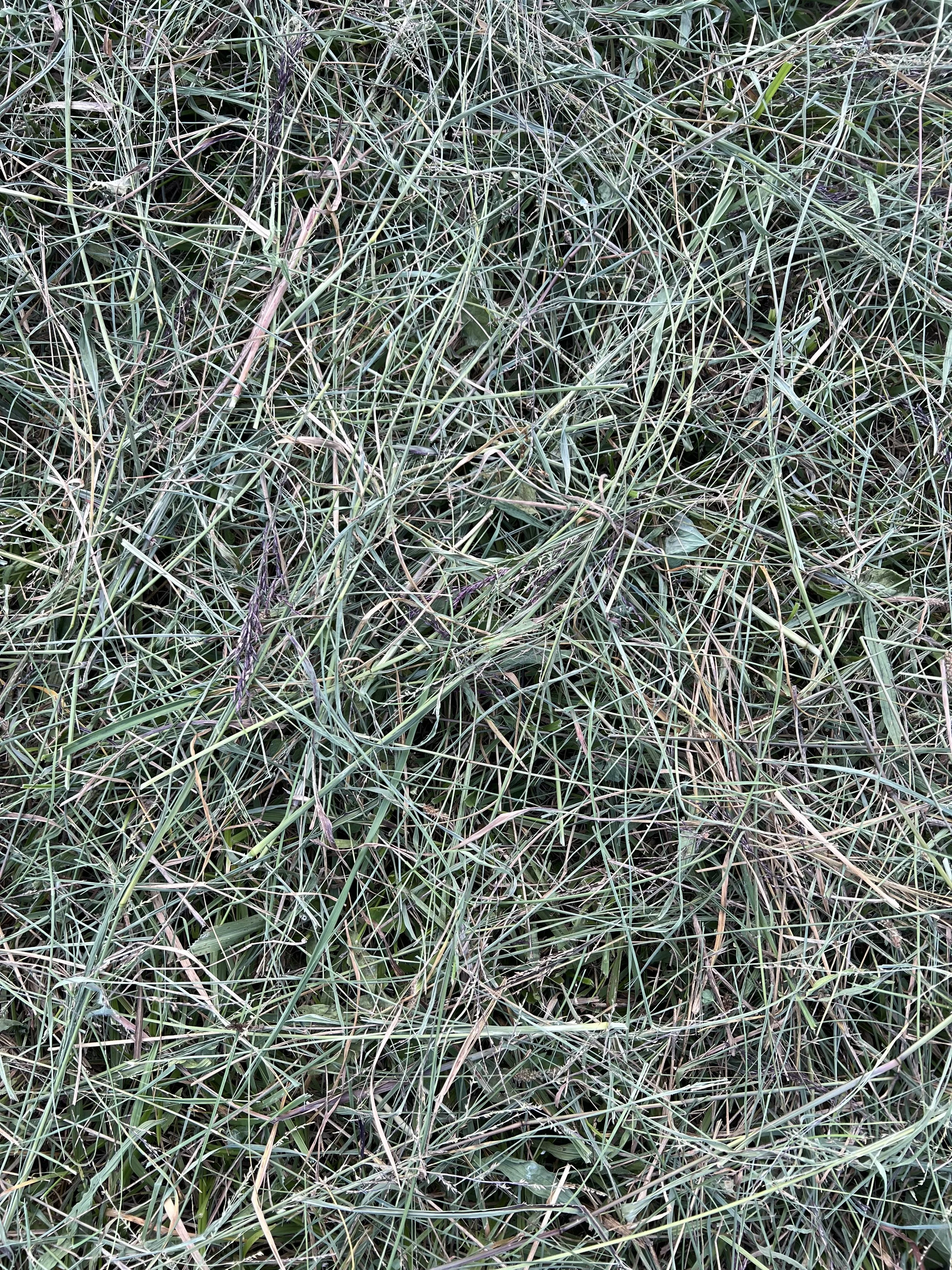 Horse Quality Square Hay Bales