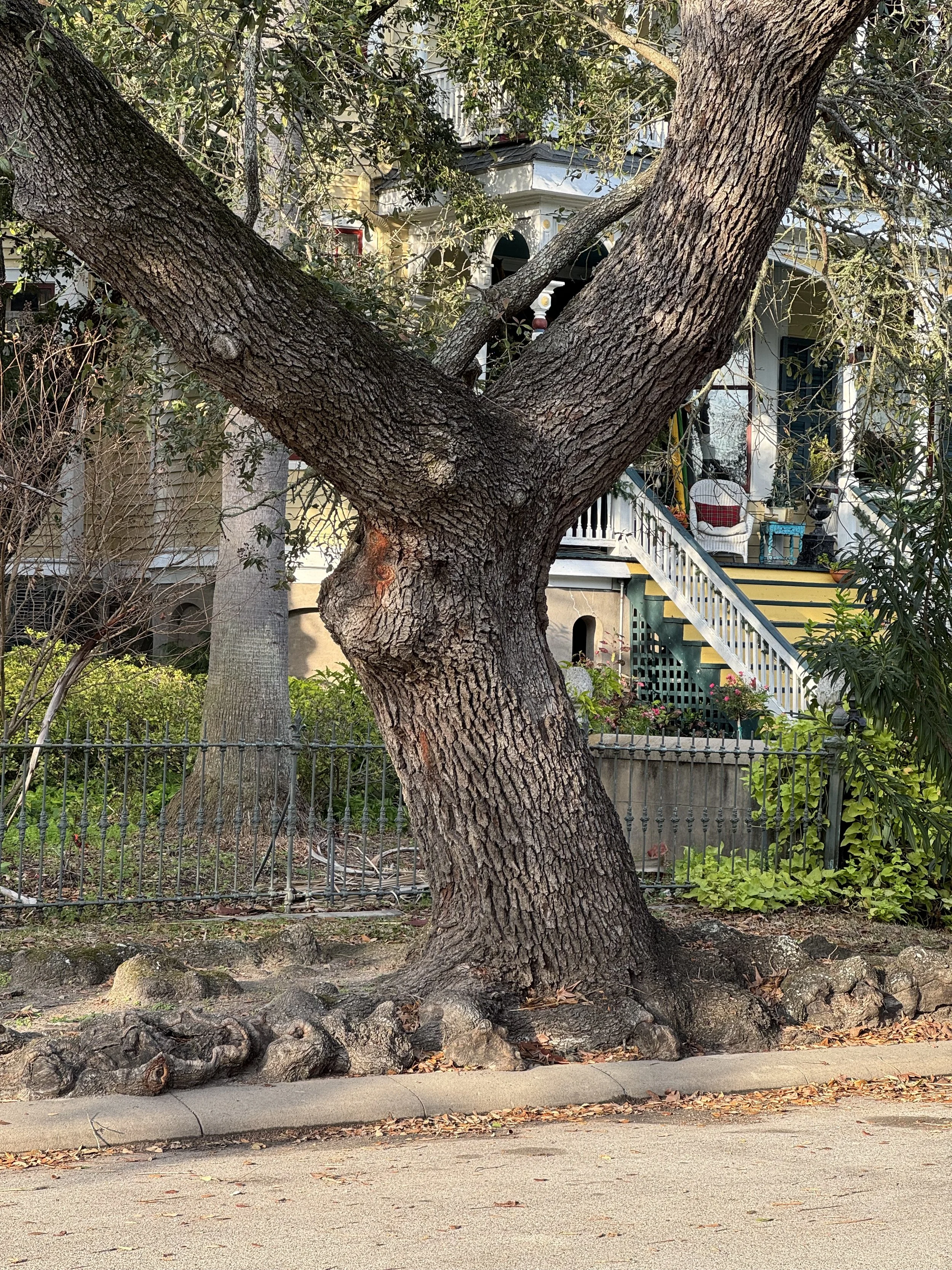 A large tree with thick, textured bark and sprawling roots growing along the curb in front of a residential house with a porch, stairs, and garden.