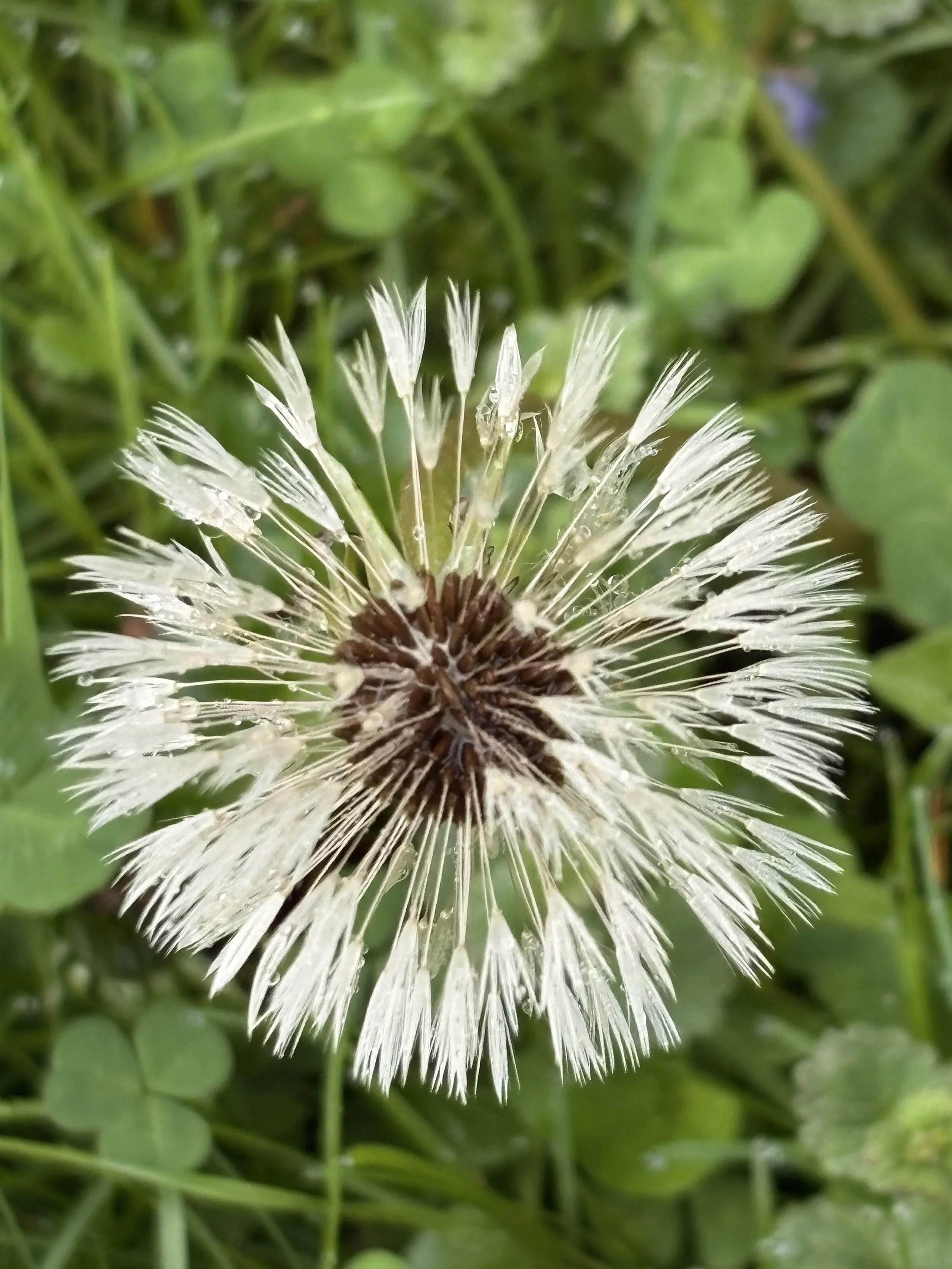 Close-up of a dandelion seed head with some seeds dispersed, surrounded by green grass.