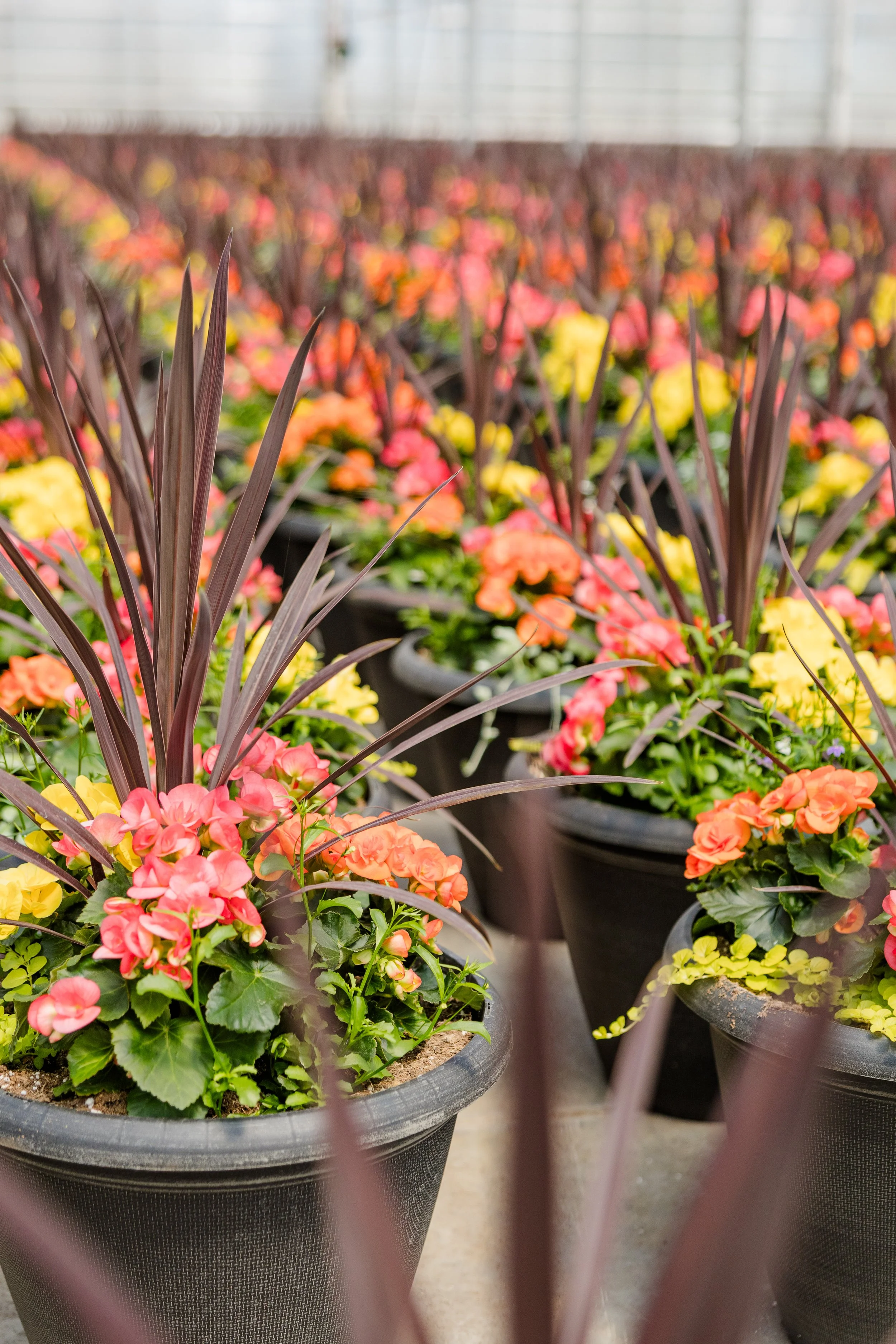 Theisen's Greenhouse-4469.jpg