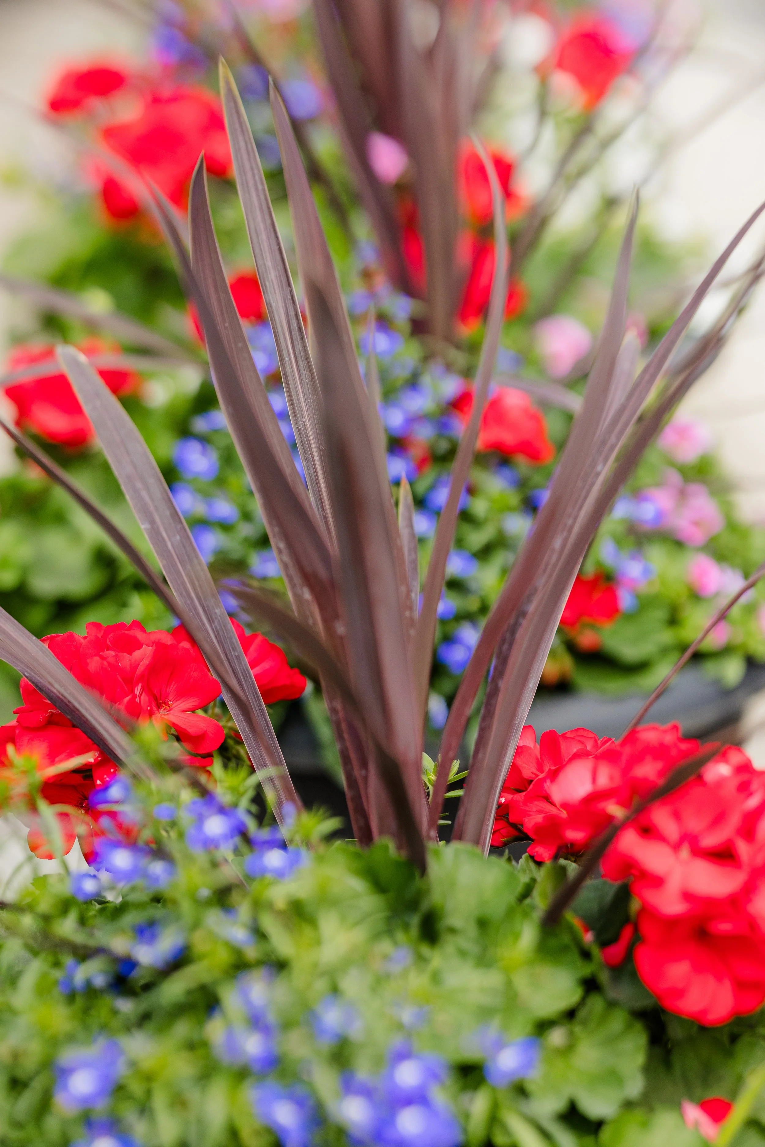 Theisen's Greenhouse-0495.jpg