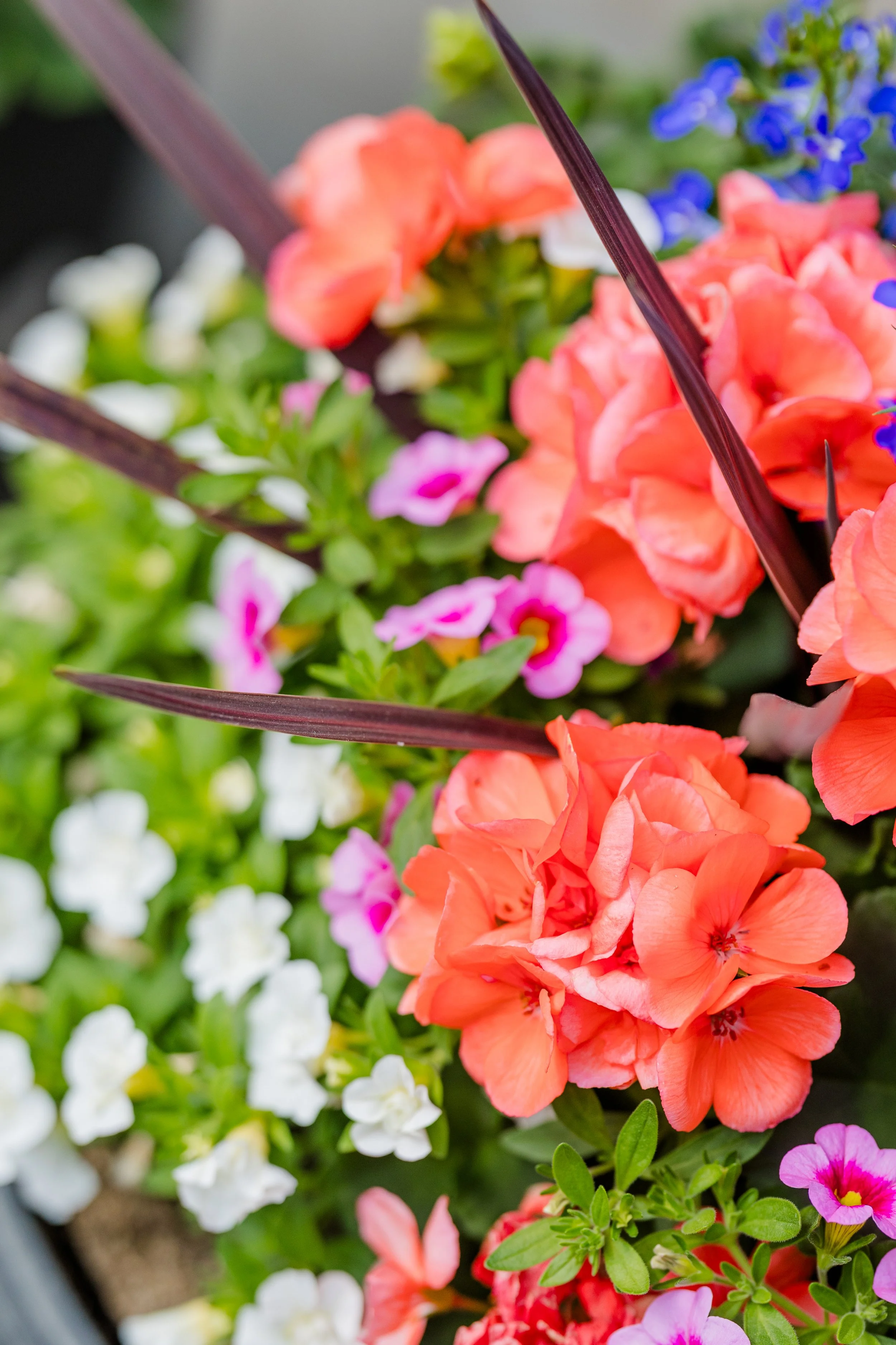 Theisen's Greenhouse-0427.jpg