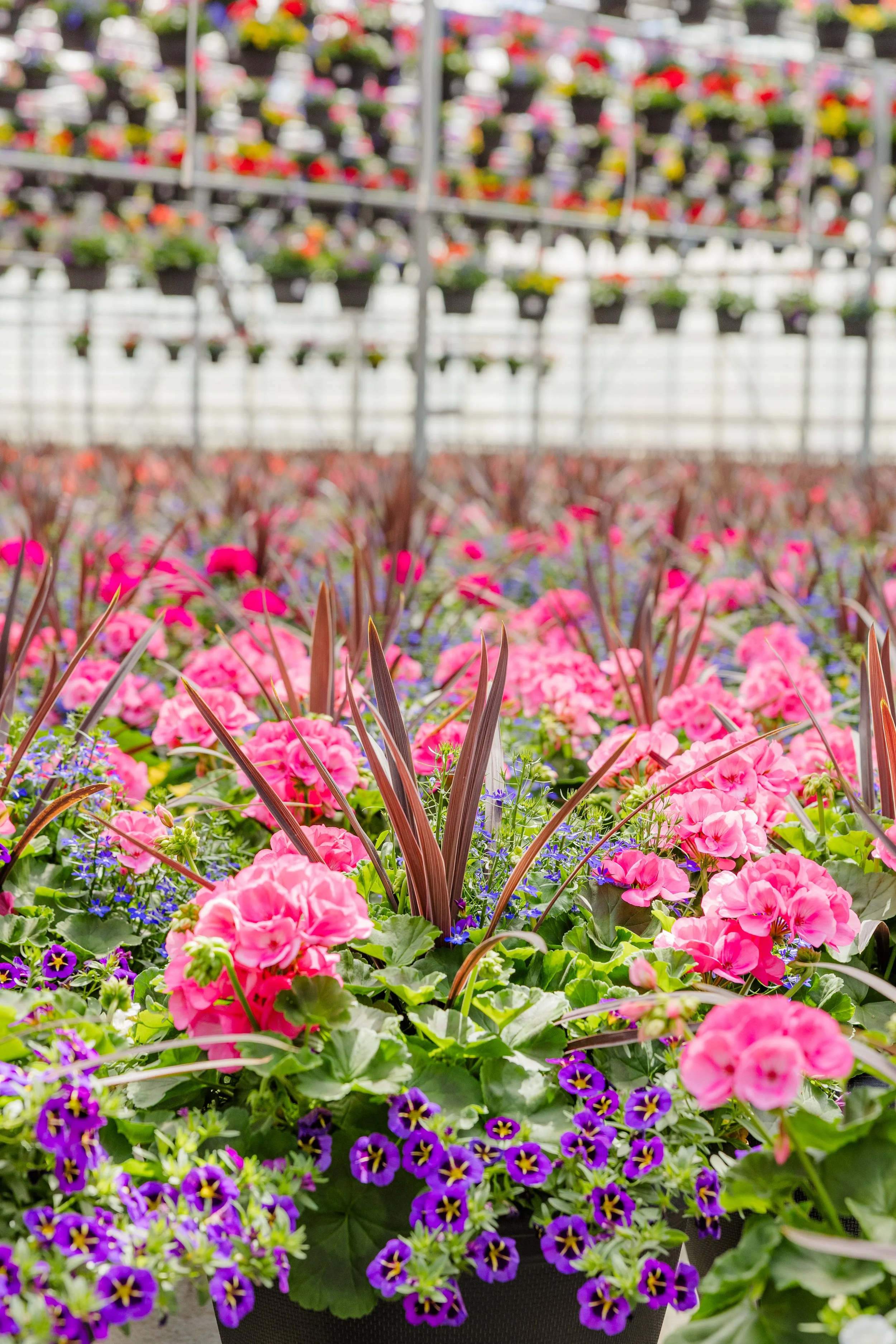 Theisen's Greenhouse-4349.jpg