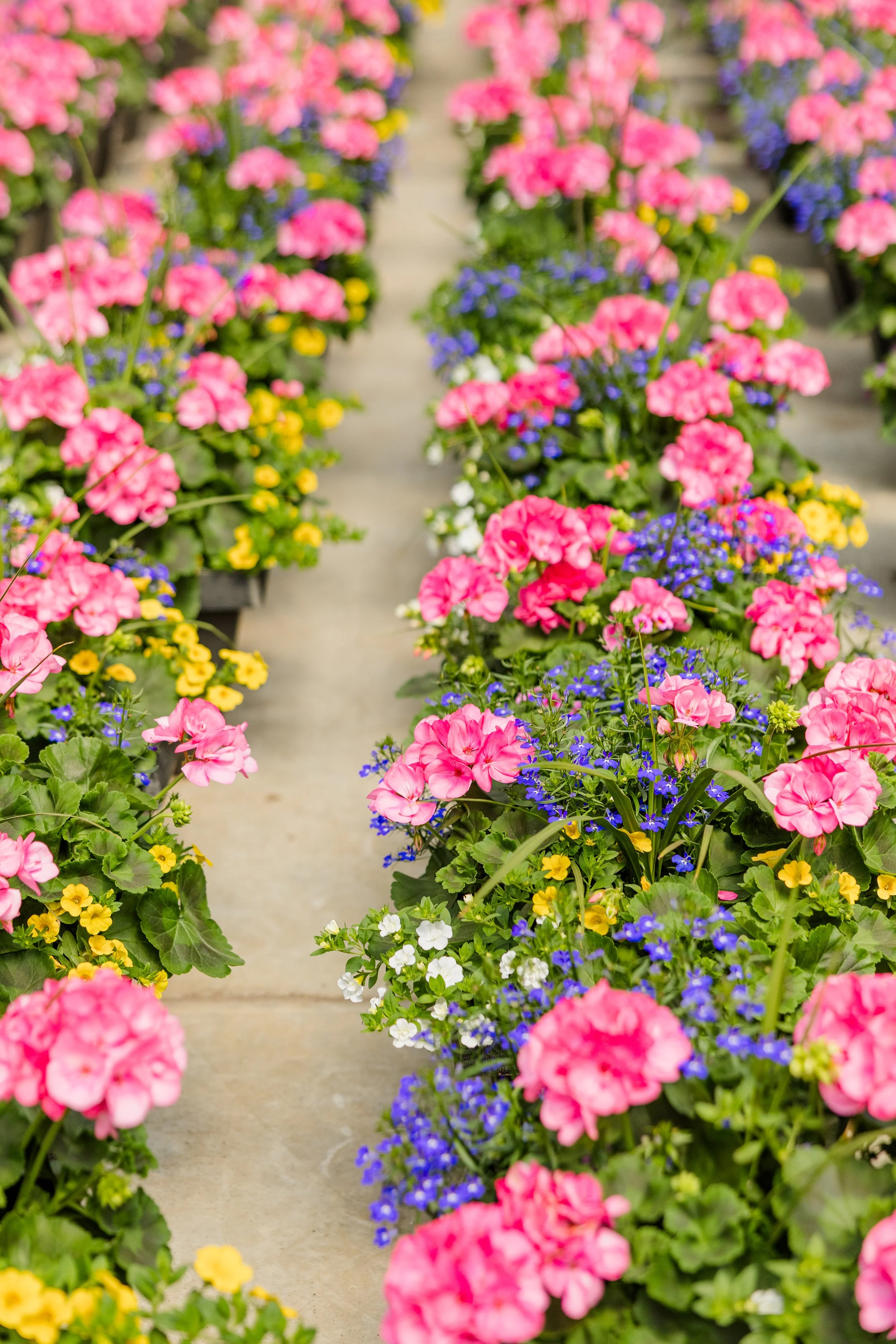 Theisen's Greenhouse-4454.jpg