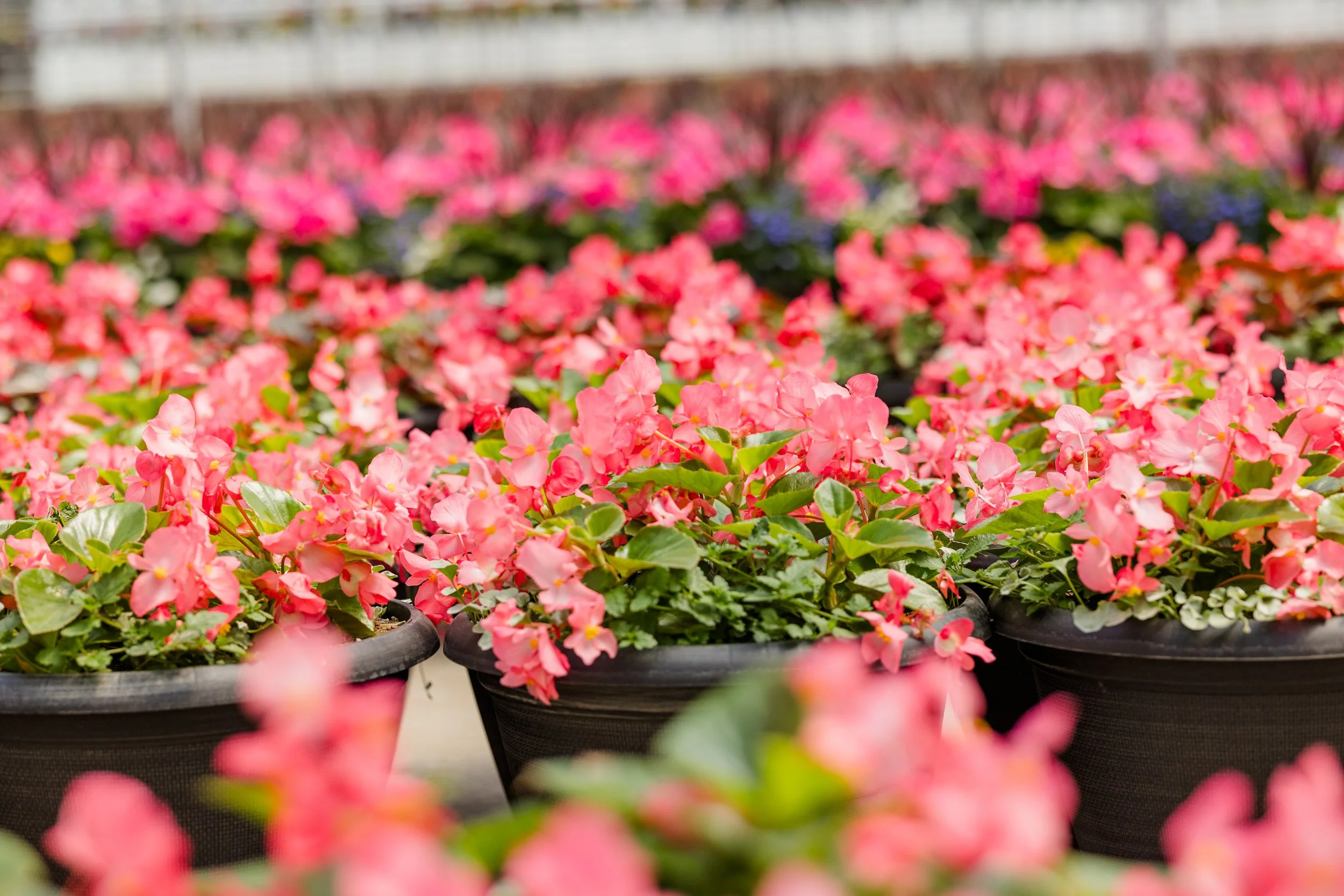Theisen's Greenhouse-0589.jpg