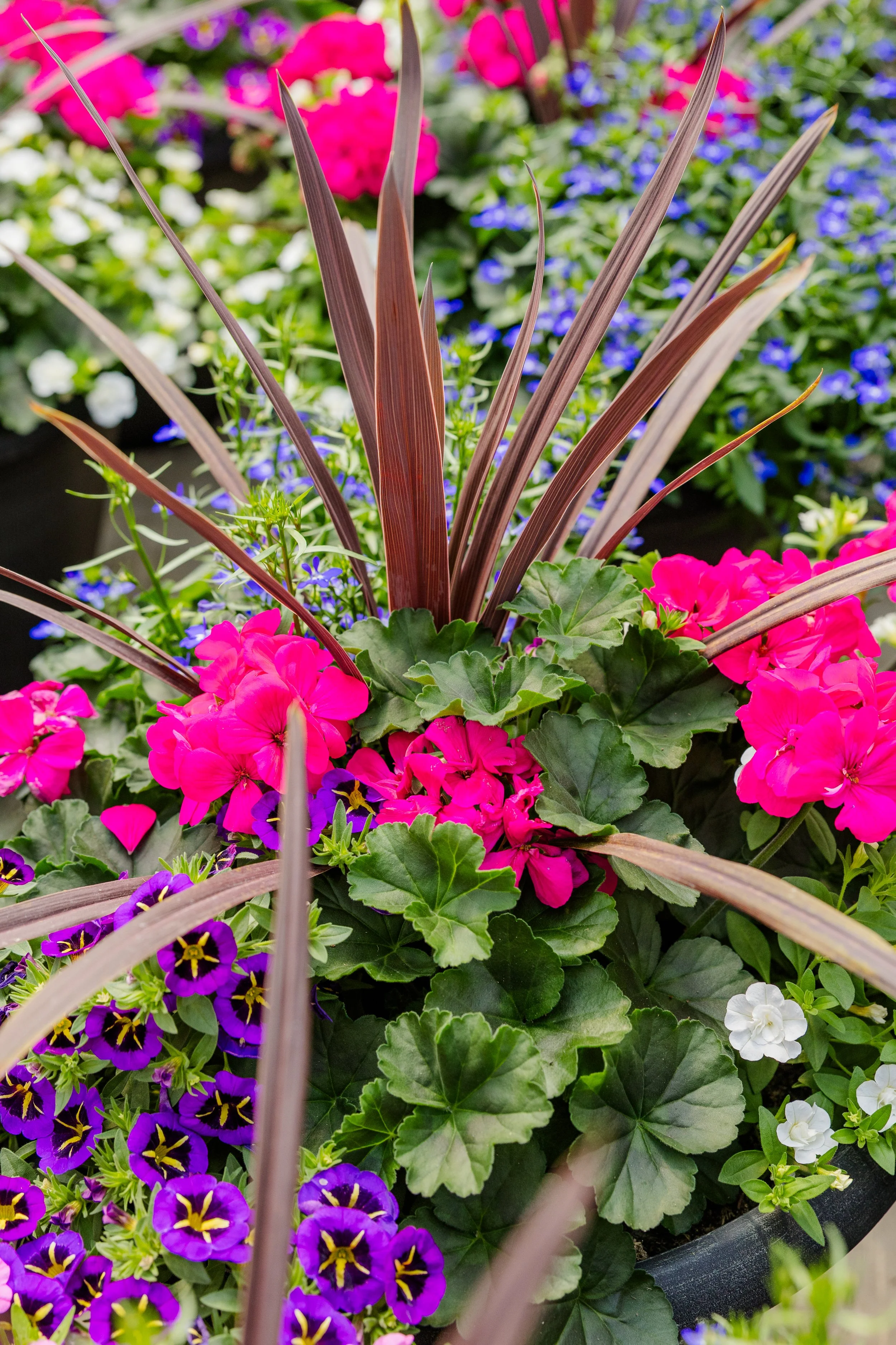 Theisen's Greenhouse-4361.jpg
