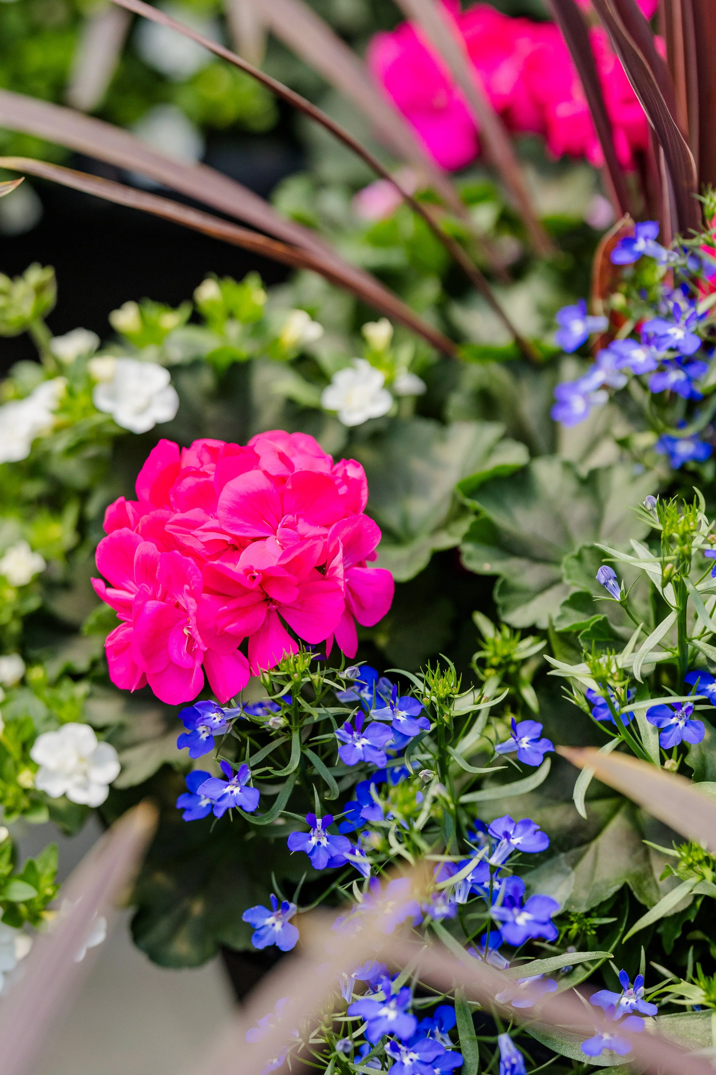 Theisen's Greenhouse-0414.jpg