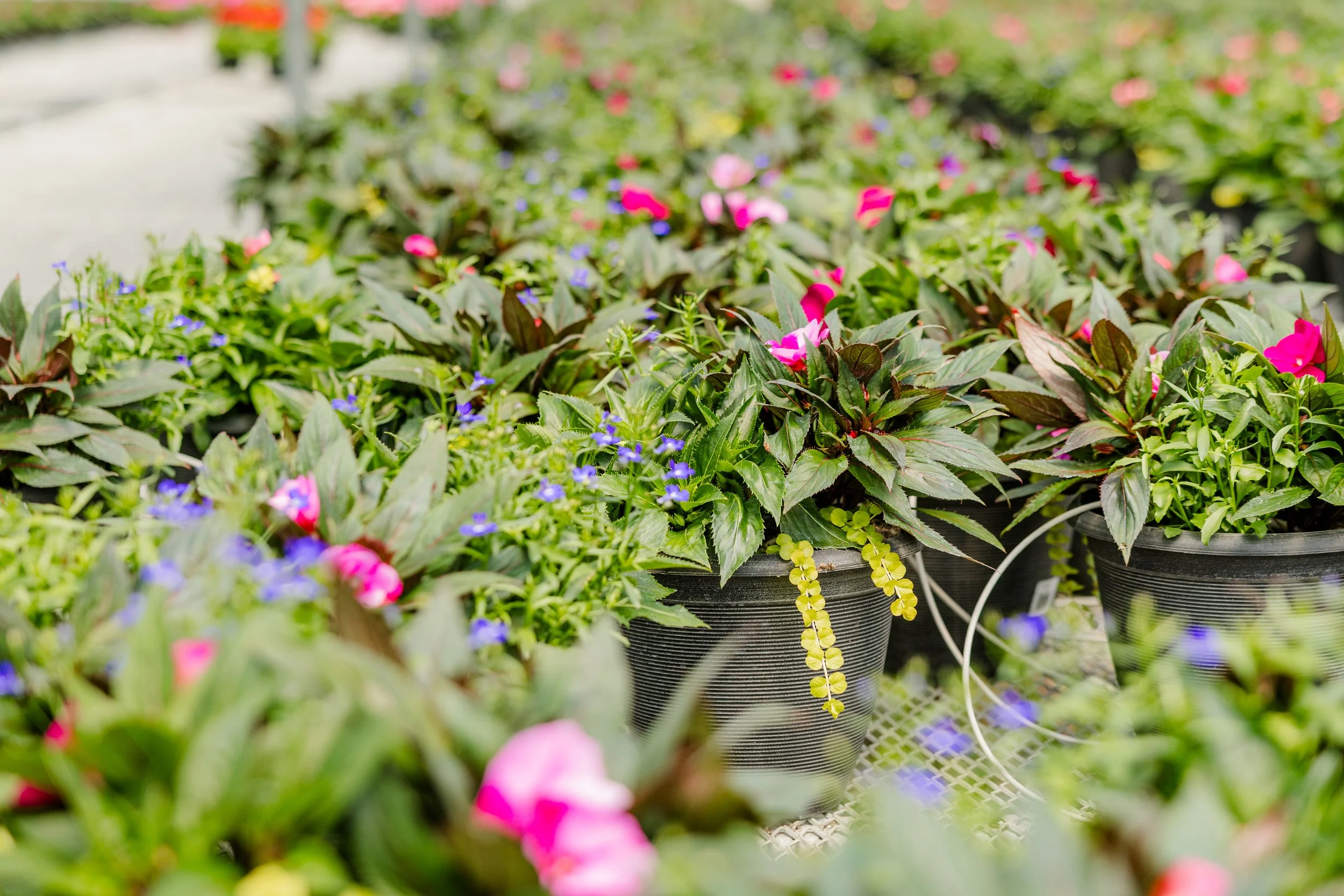 Theisen's Greenhouse-4499.jpg