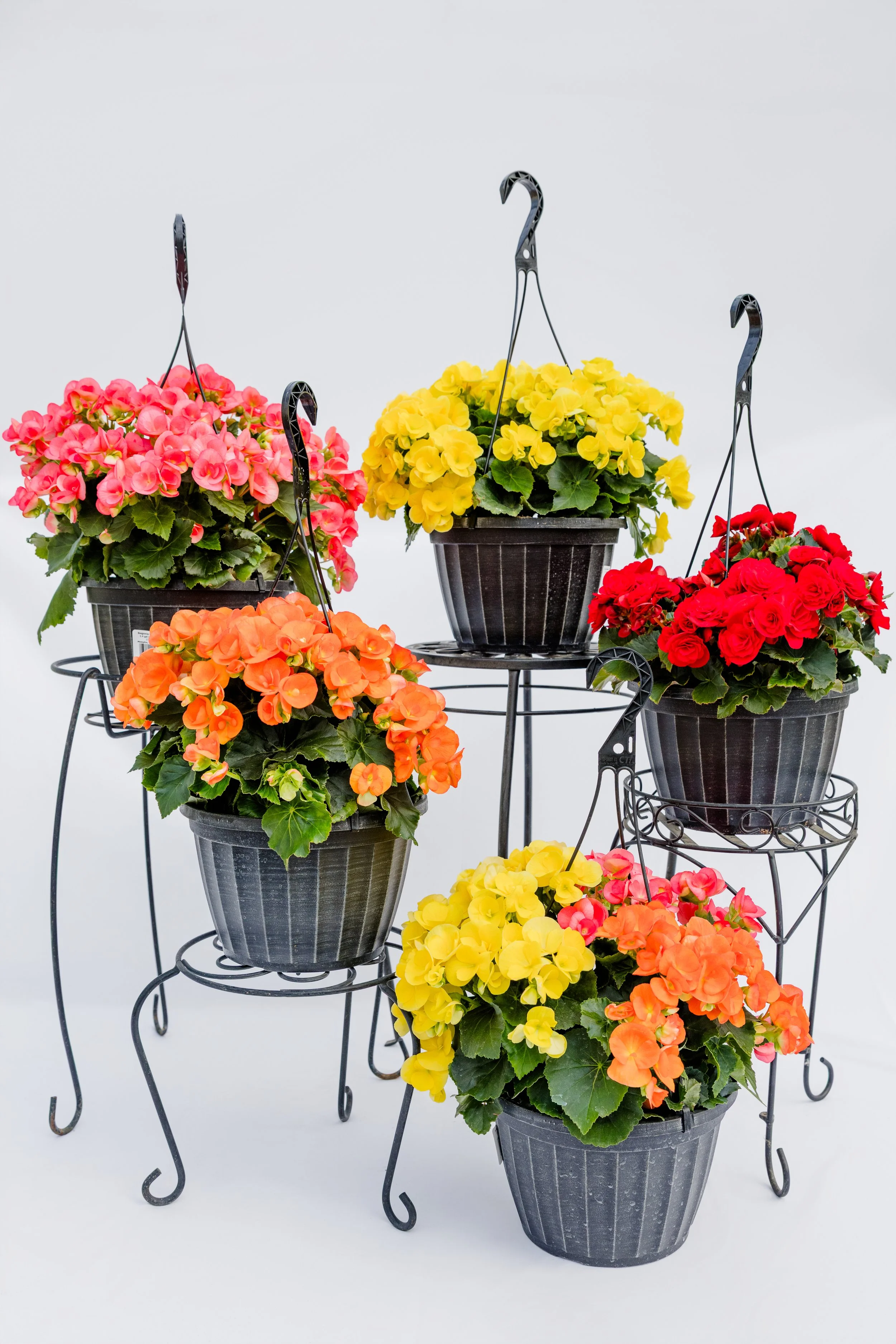 Theisen's Greenhouse-3942.jpg