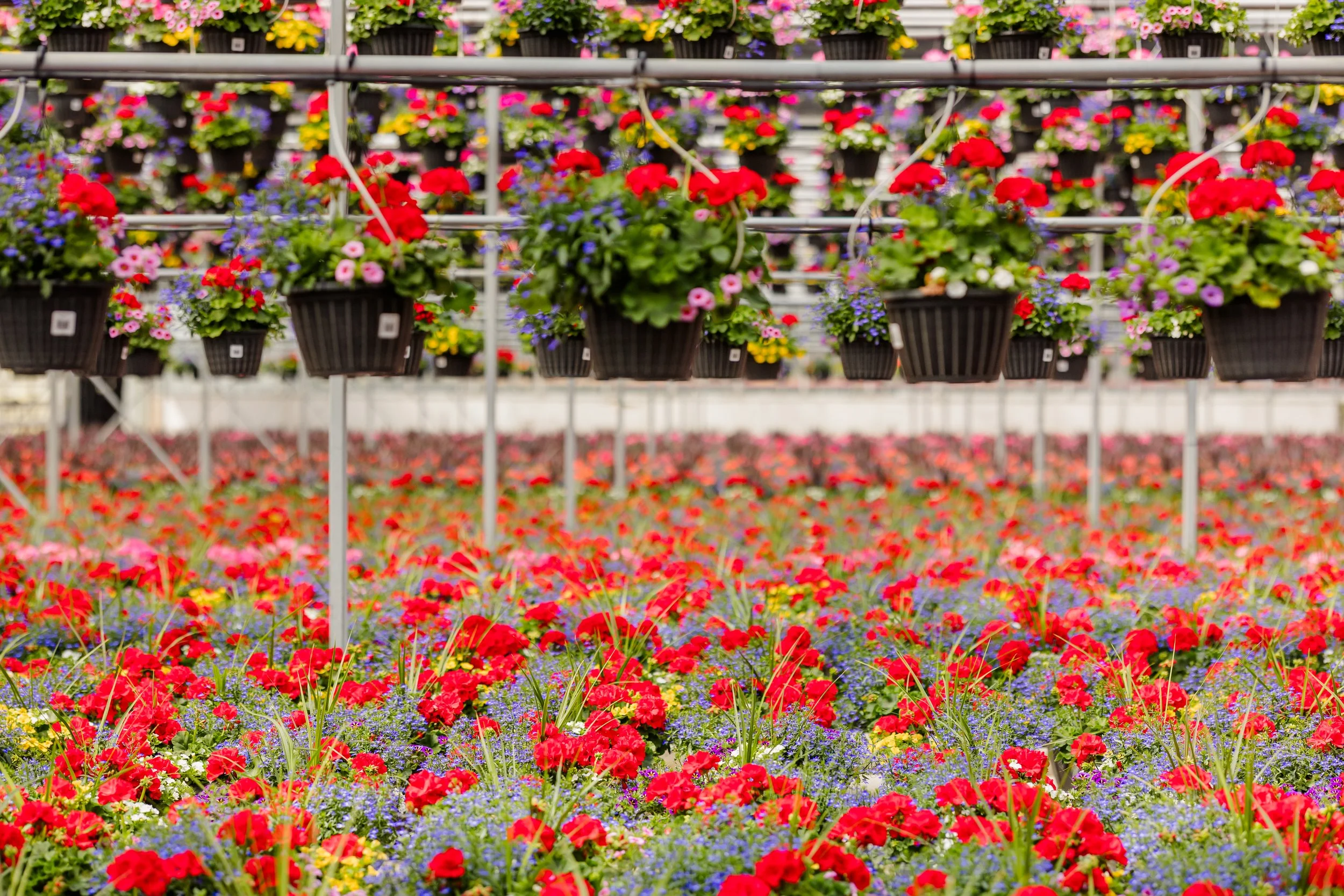 Theisen's Greenhouse-0487.jpg