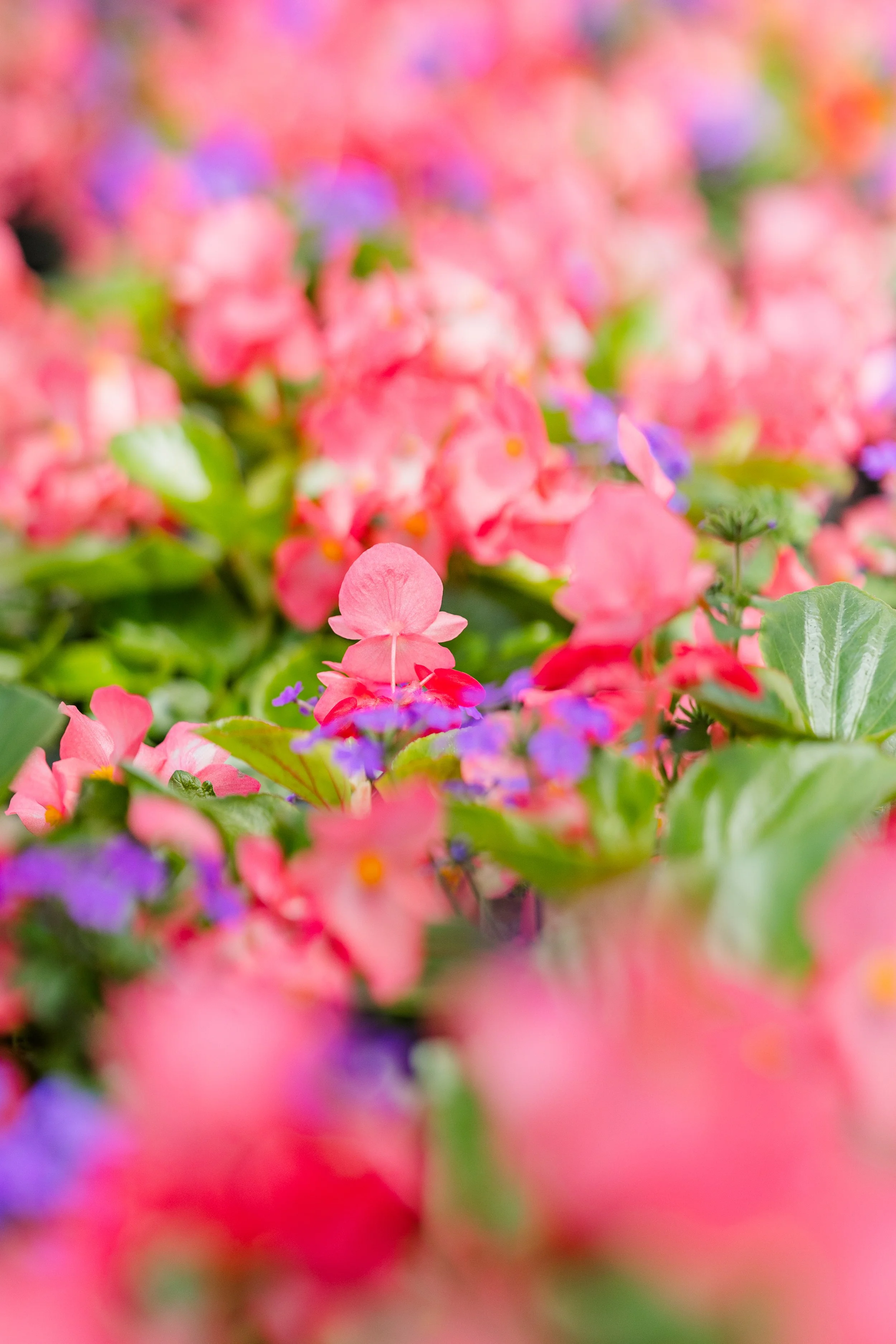 Theisen's Greenhouse-0446.jpg