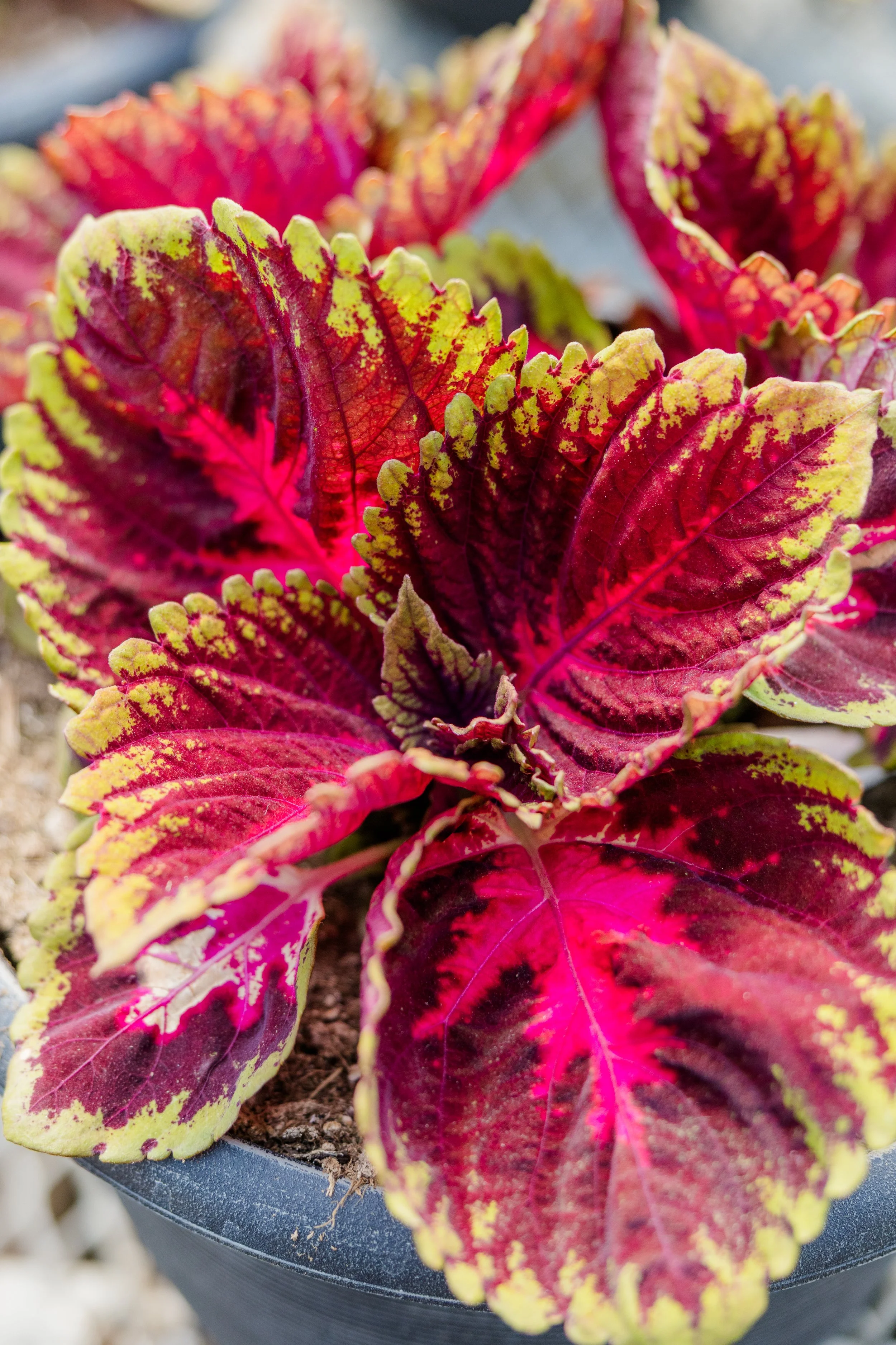 Theisen's Greenhouse-4504.jpg