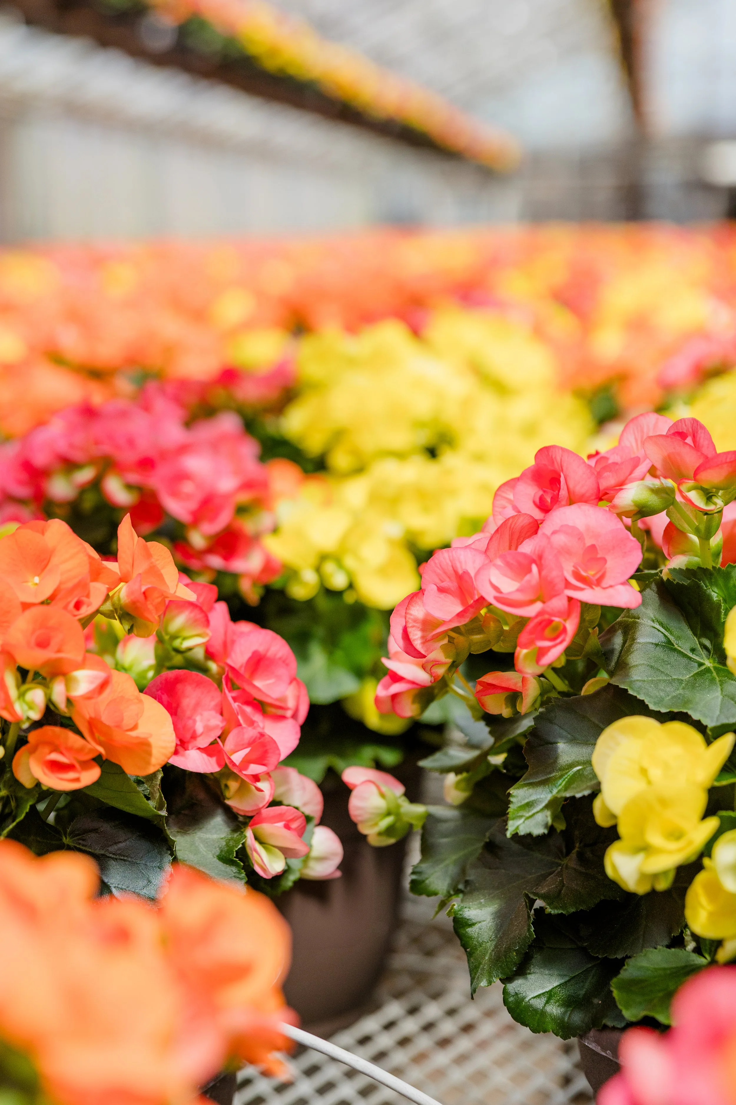 Theisen's Greenhouse-4573.jpg
