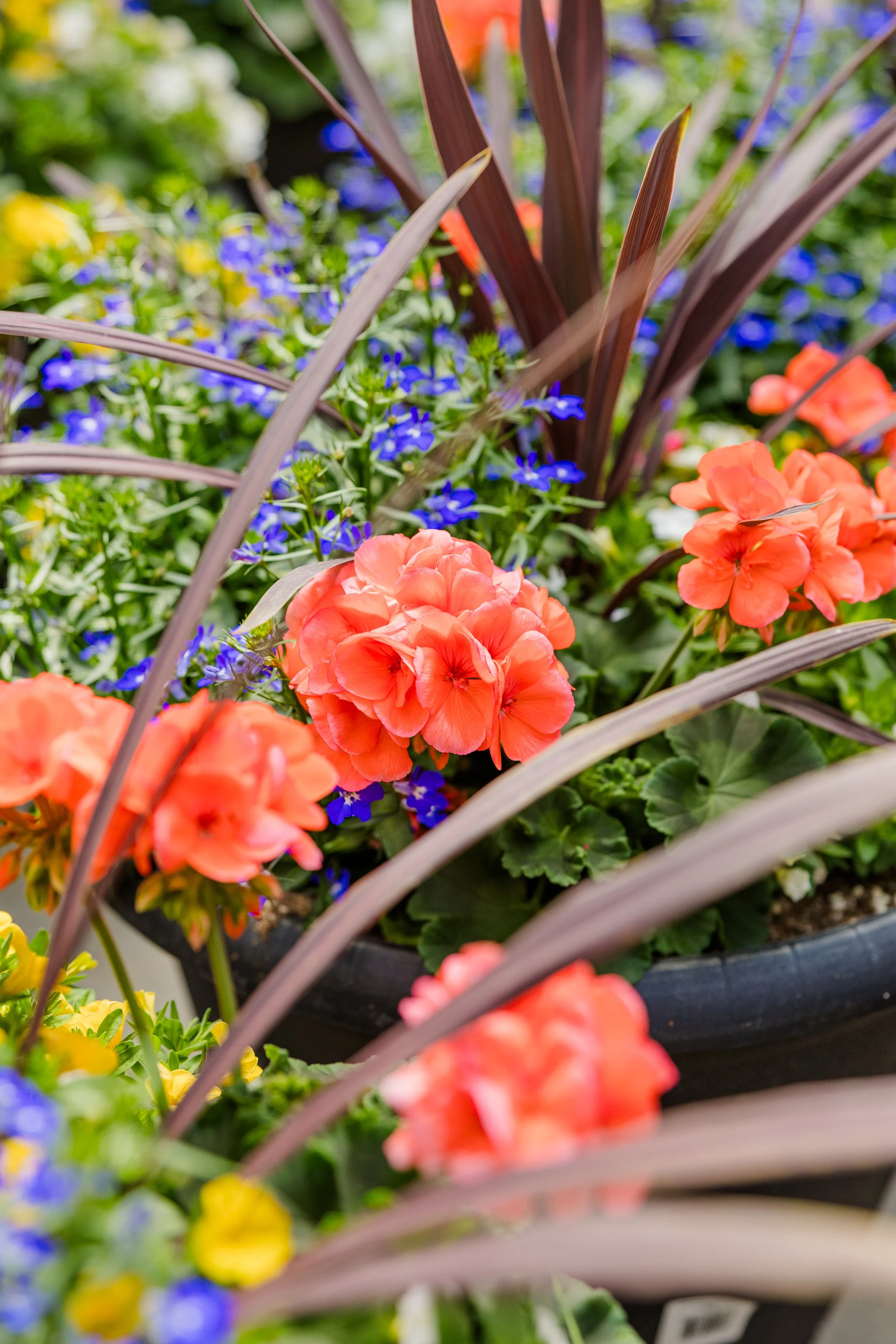 Theisen's Greenhouse-4372.jpg