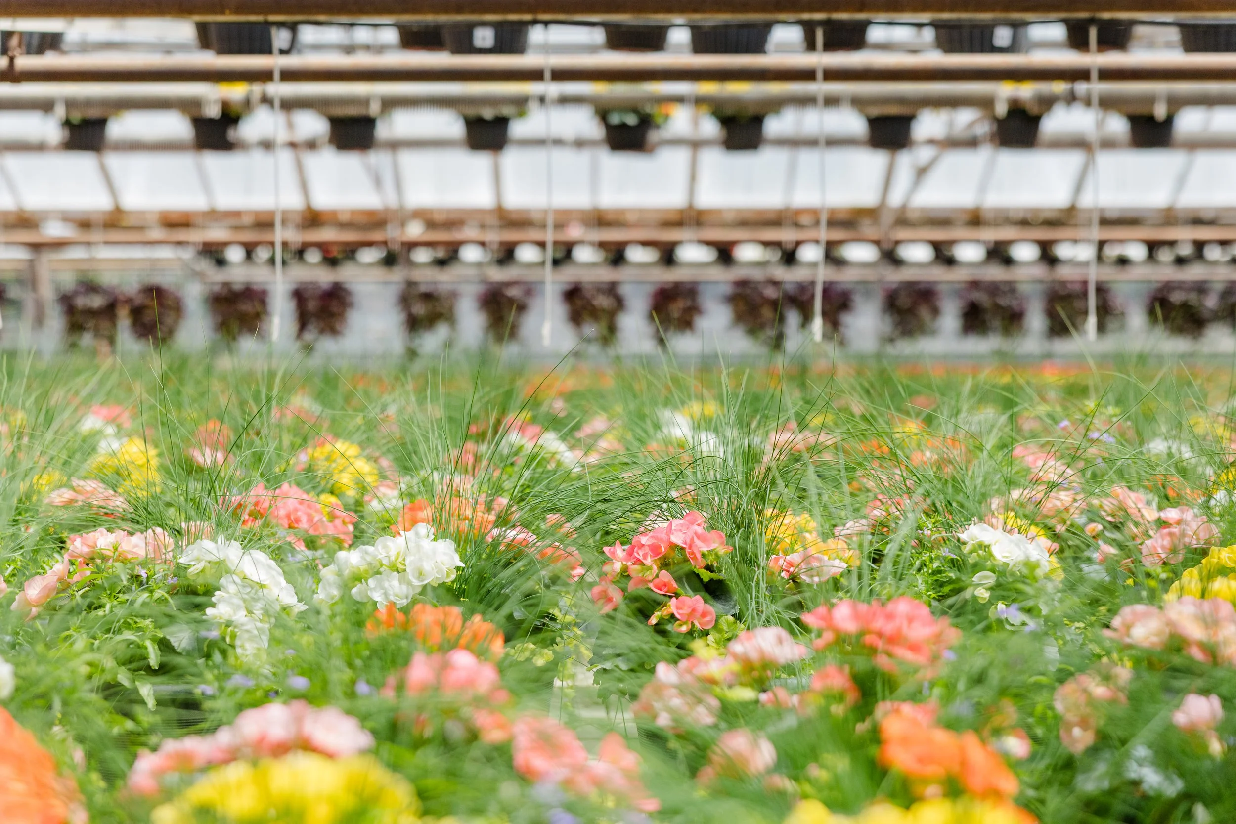 Theisen's Greenhouse-4678.jpg