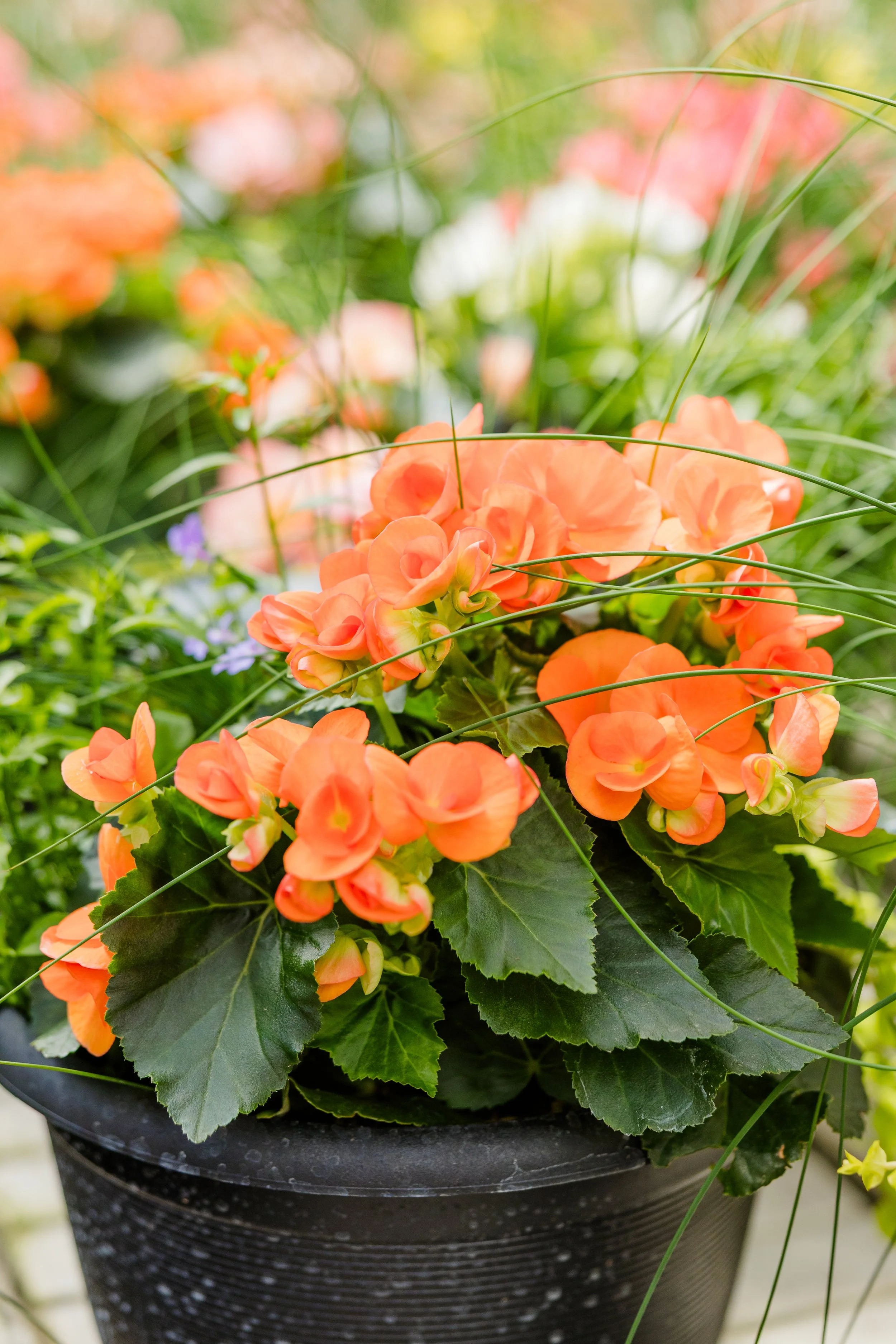 Theisen's Greenhouse-4567.jpg
