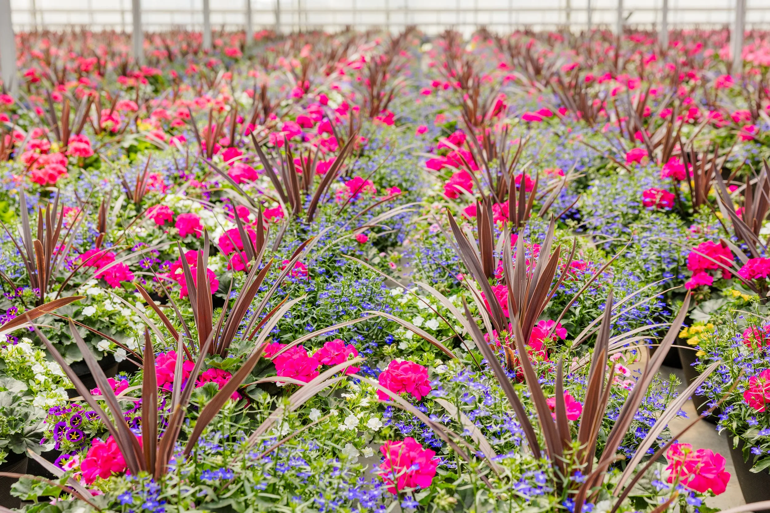 Theisen's Greenhouse-4356.jpg