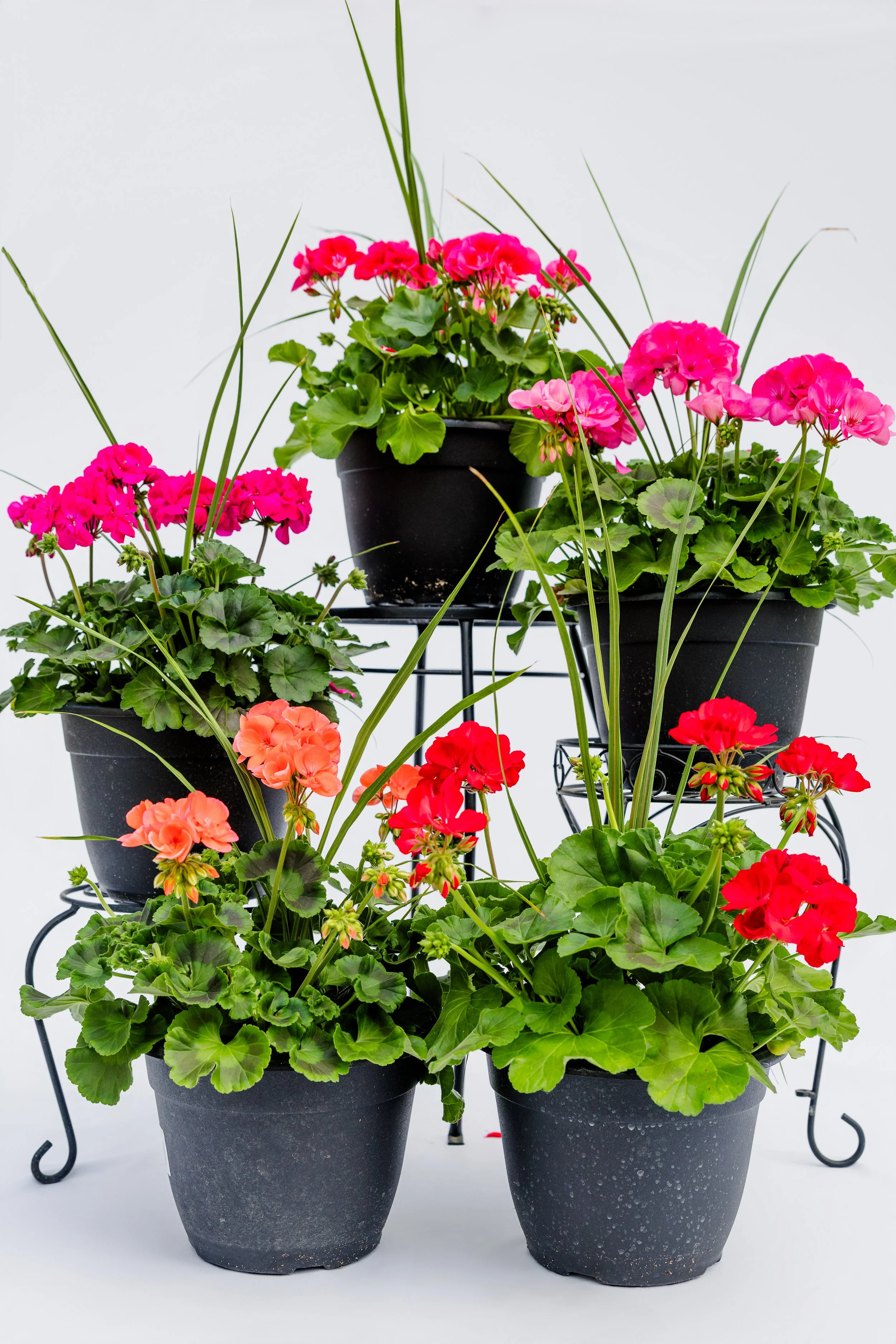 Theisen's Greenhouse-4021.jpg