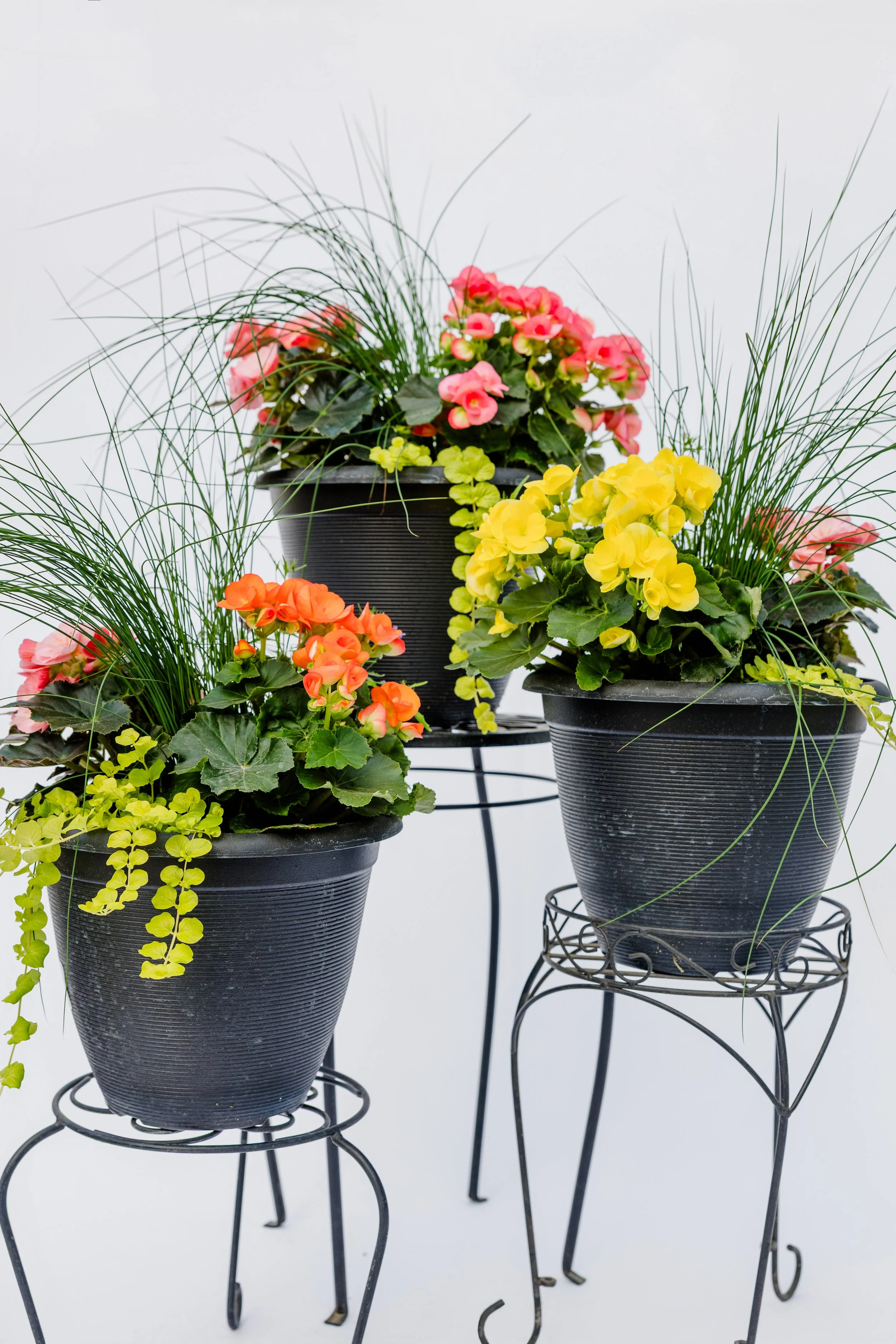 Theisen's Greenhouse-3841.jpg