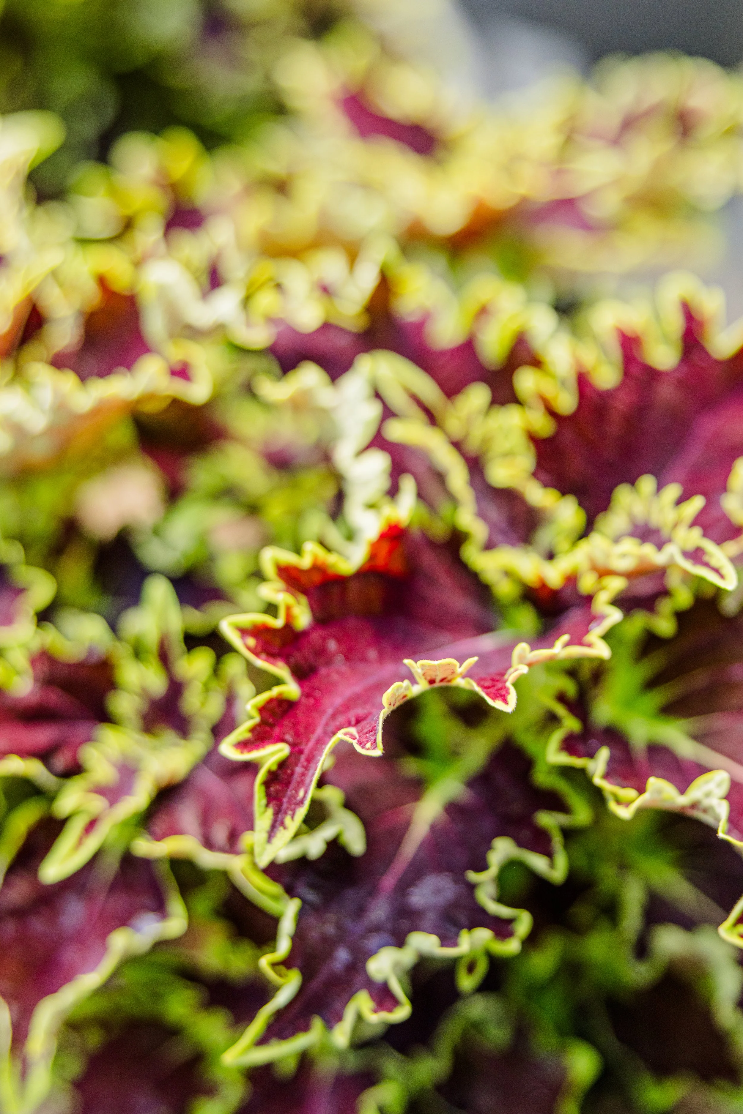 Theisen's Greenhouse-4524.jpg