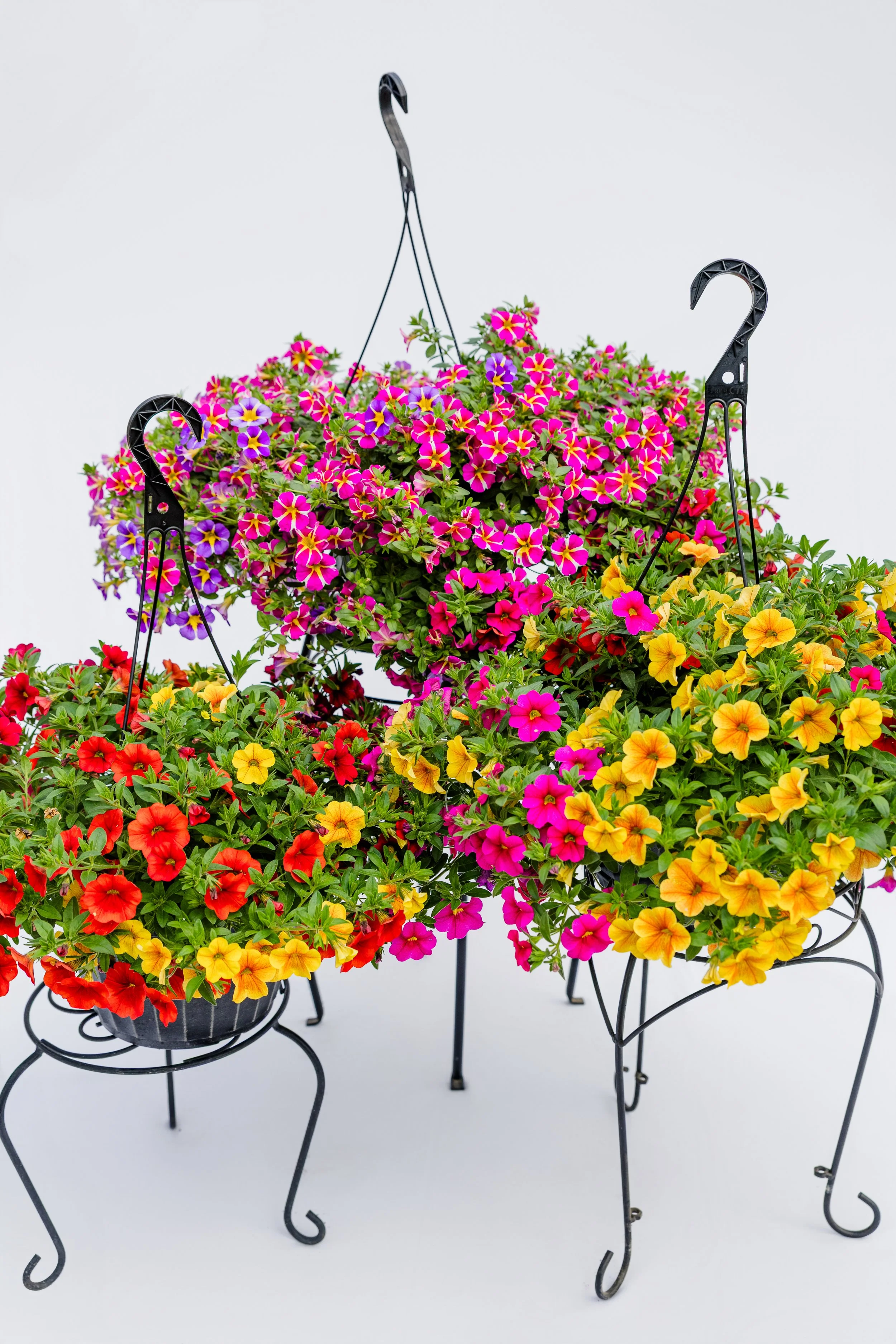 Theisen's Greenhouse-4033.jpg