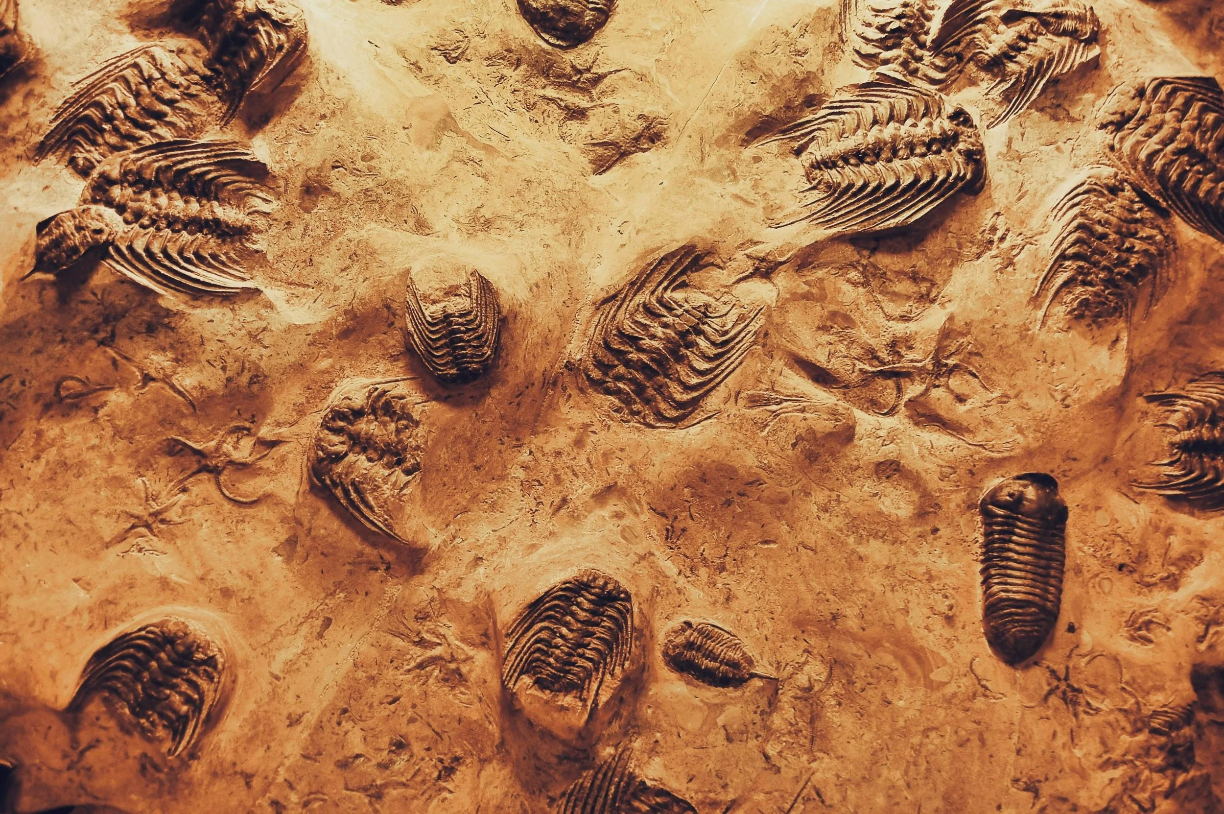Poem of the week: Fossil