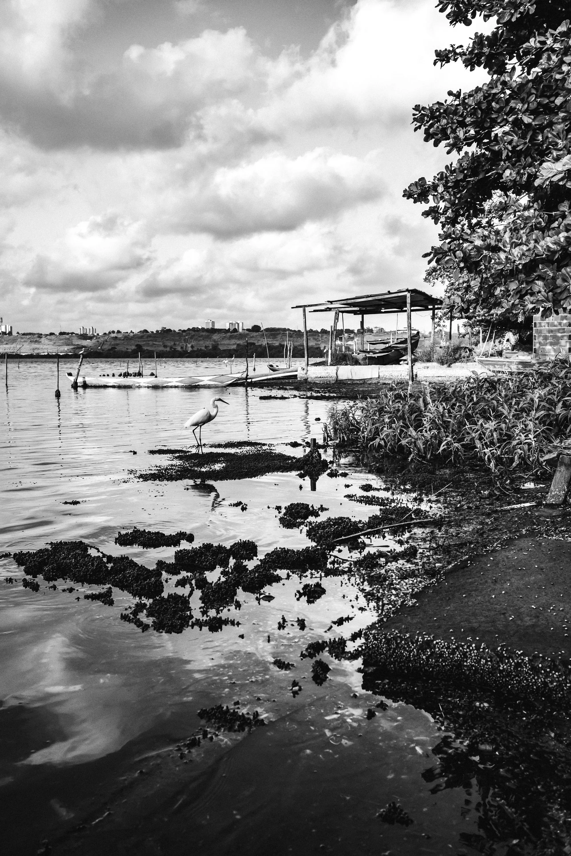 projeto-mangue-37.jpg