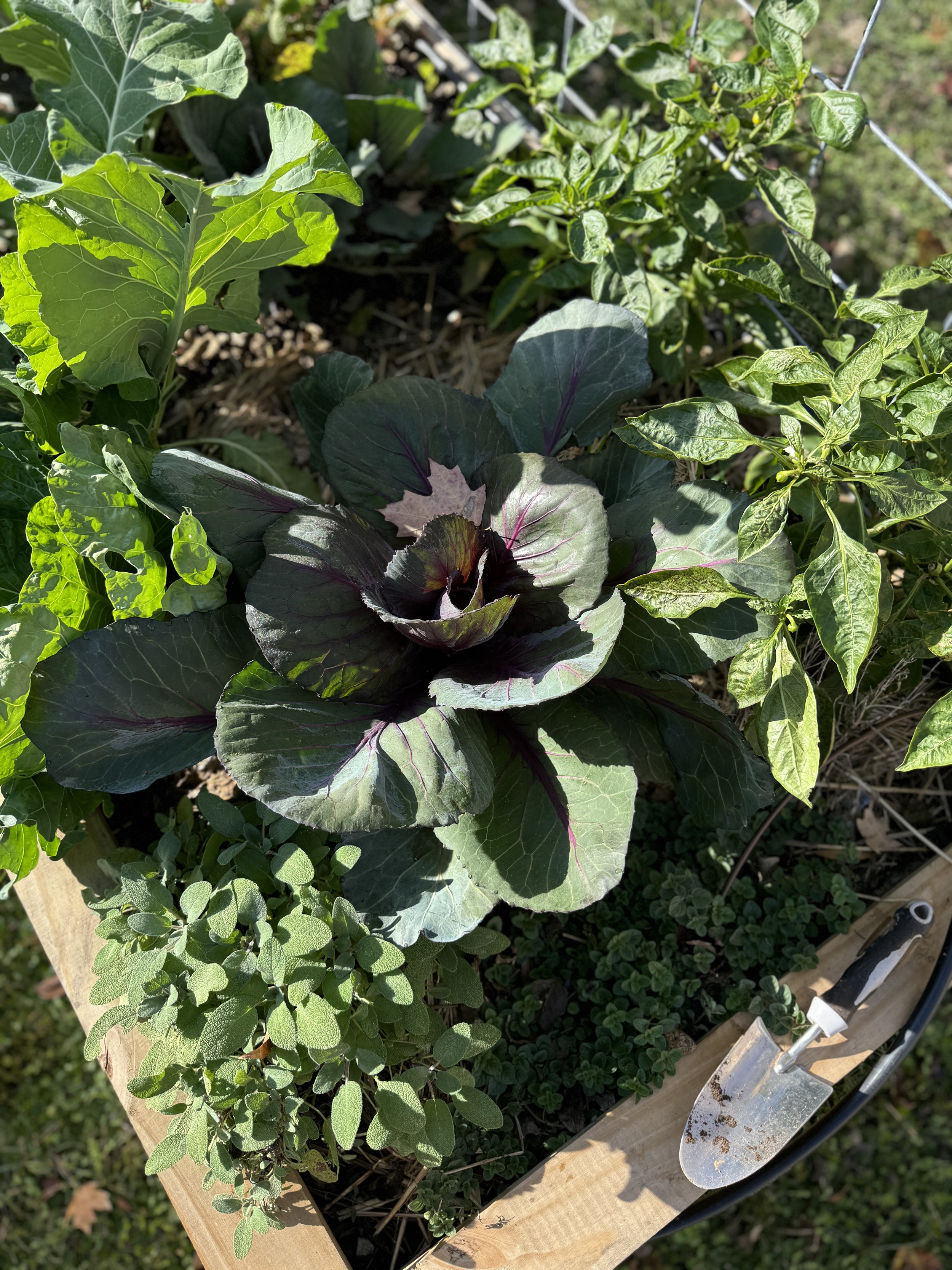 Goals in the Garden: A Beginner Gardener Workshop for Sustainable Success