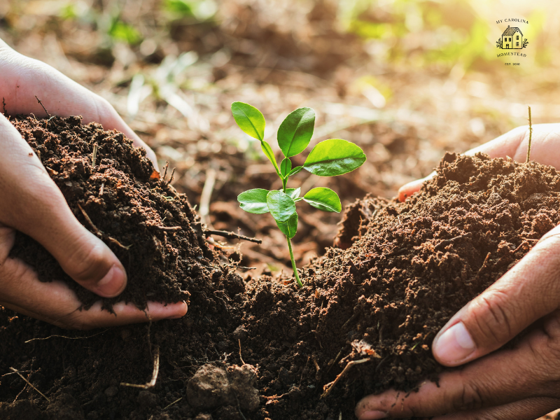 Copy of Helping Hands.png