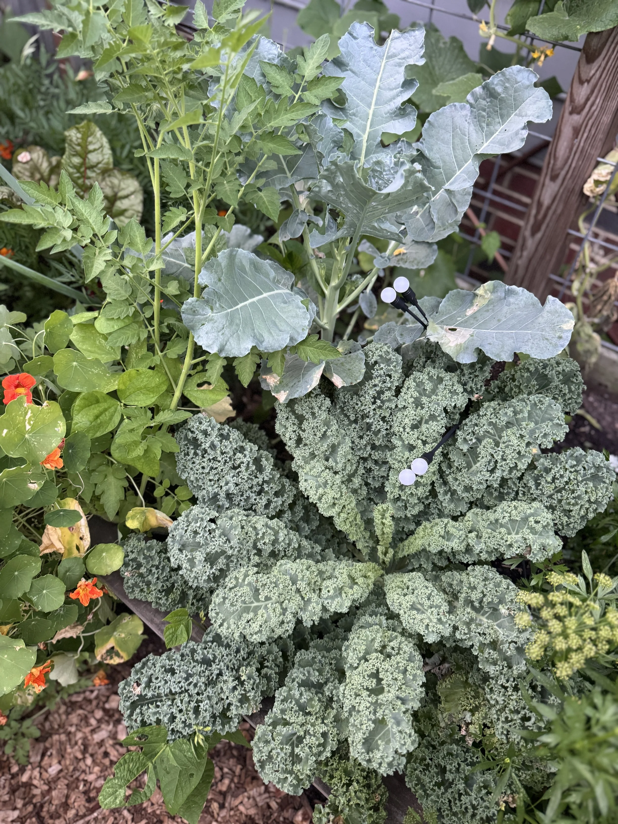 Plant Care Without Overwhelm