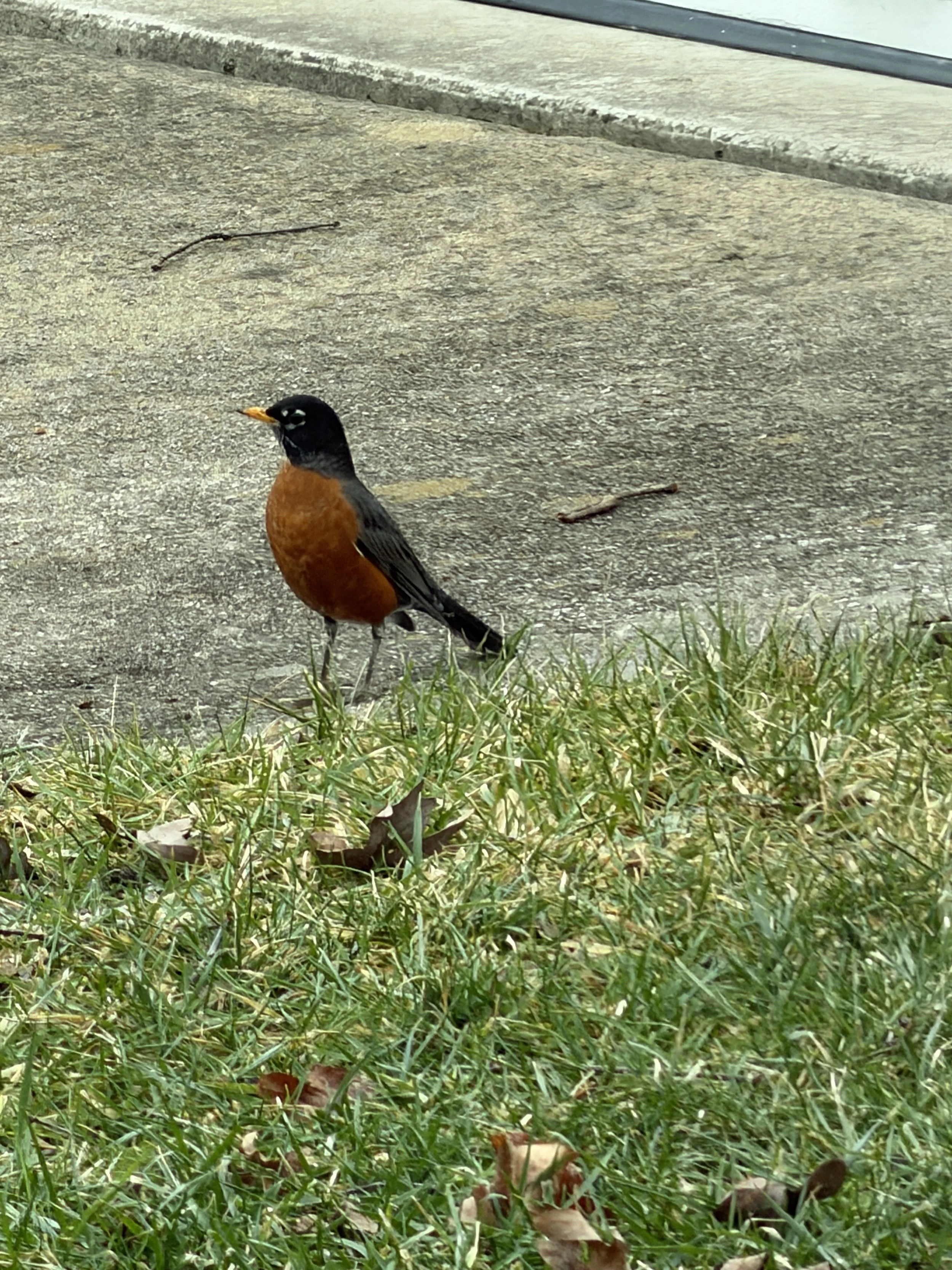 The Great Backyard Bird Count: Turning Curiosity Into Conservation
