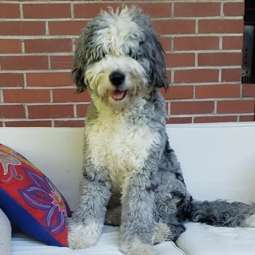 Cute gray and white curly-haired puppy sitting on a bench with a colorful pillow, brick wall in the background.
