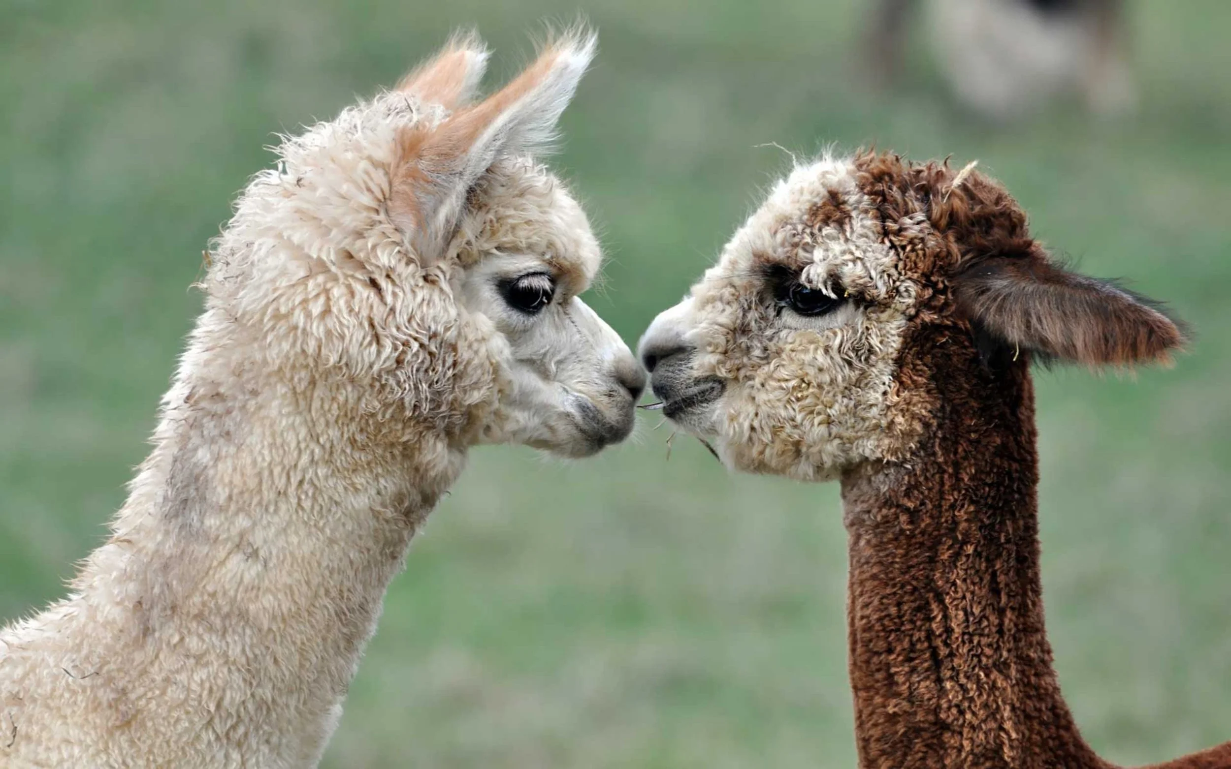 free-alpaca-wallpaper-1.jpg