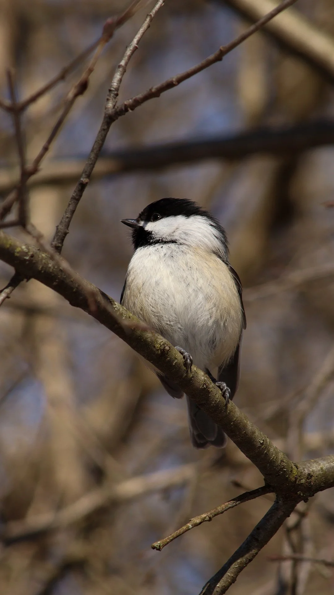 Chicadee.jpg