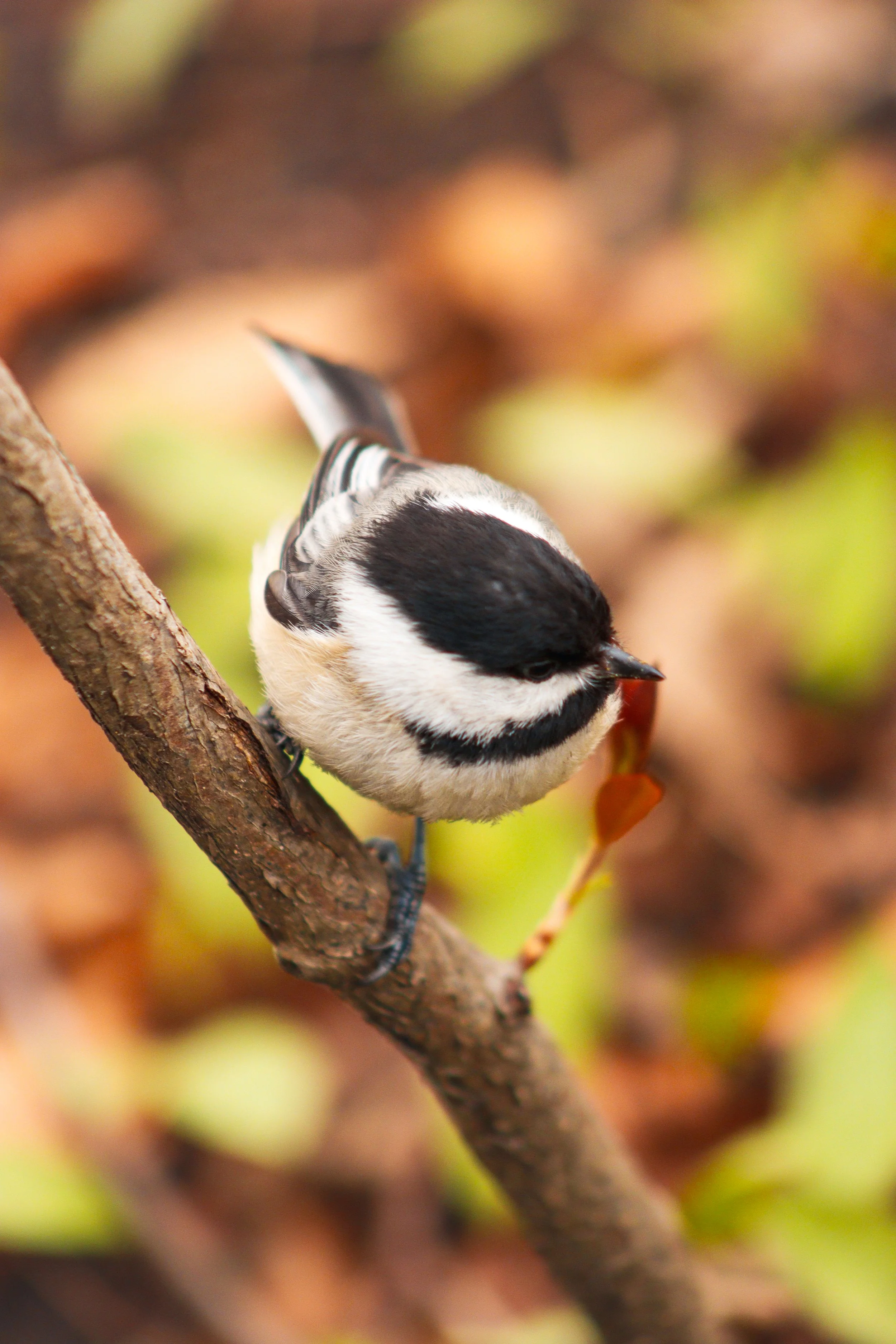 Chickadee.jpg