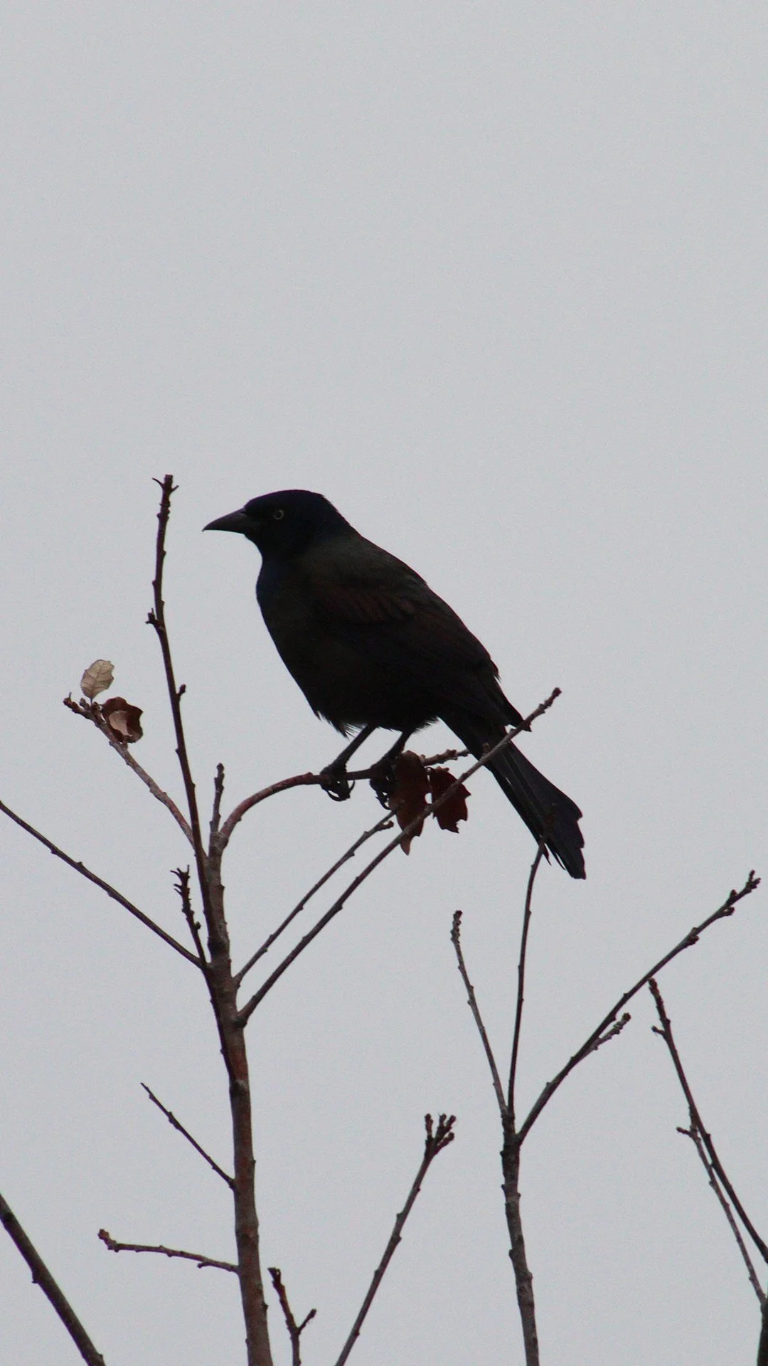 Crow in tree.jpg